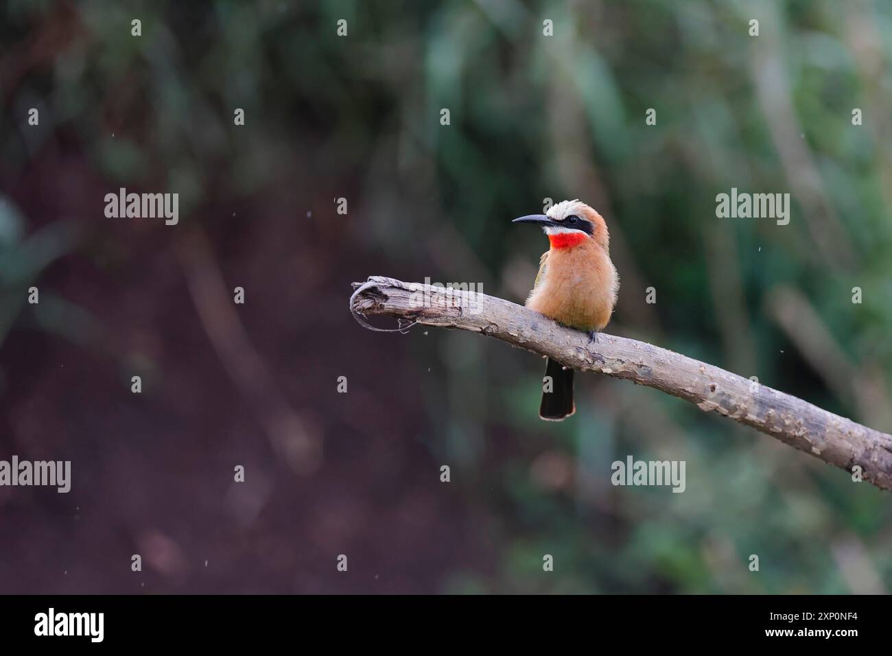 Mangiatore di api dalla parte anteriore bianca mangiatore di api dalla parte anteriore bianca Foto Stock