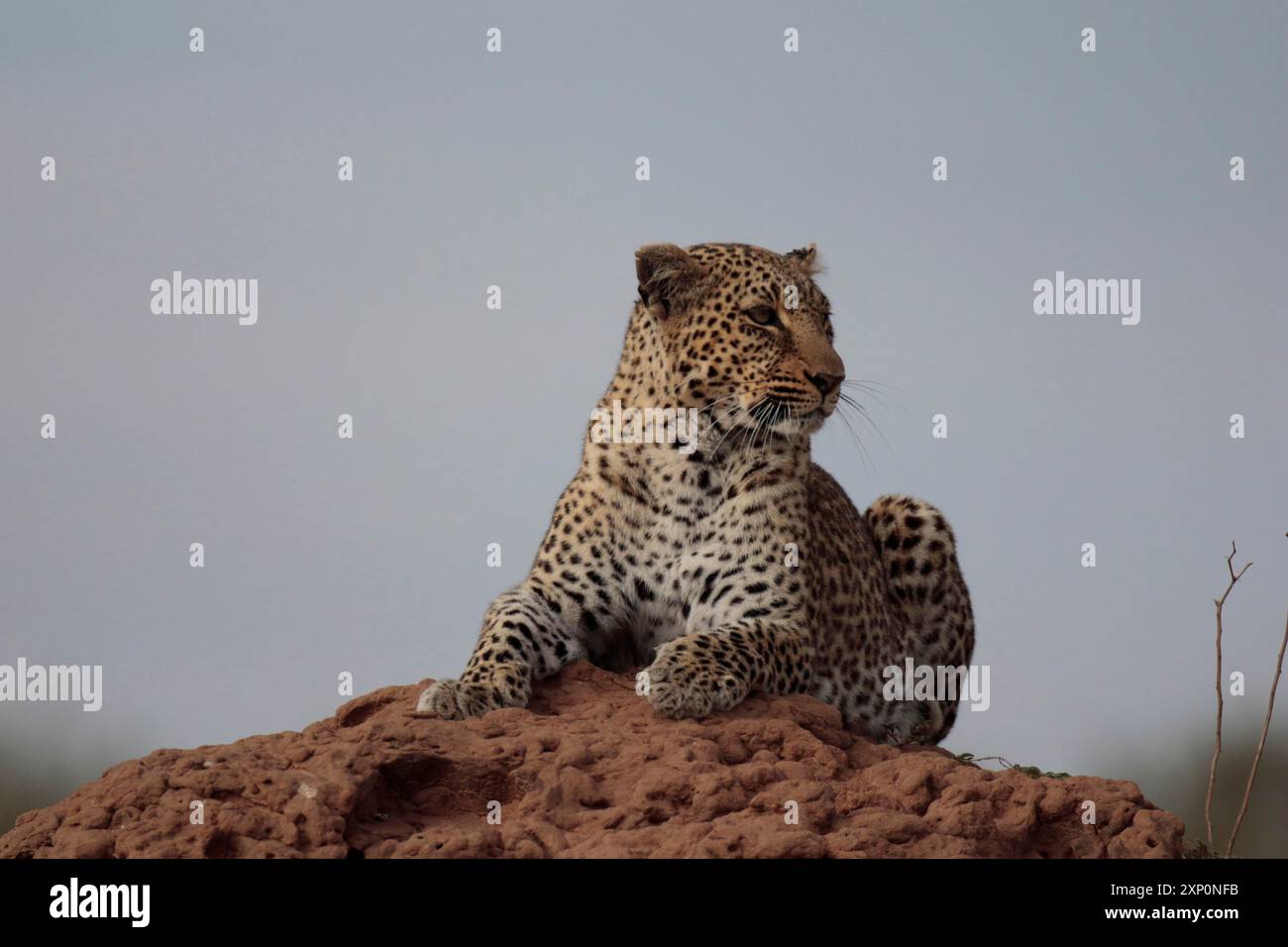Leopardo alla ricerca di un tumulo di termiti Foto Stock