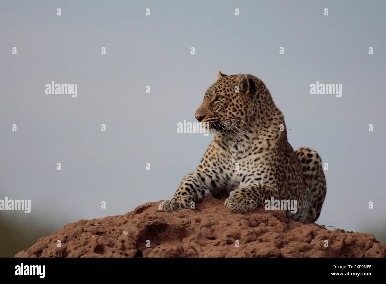 Leopardo alla ricerca di un tumulo di termiti Foto Stock