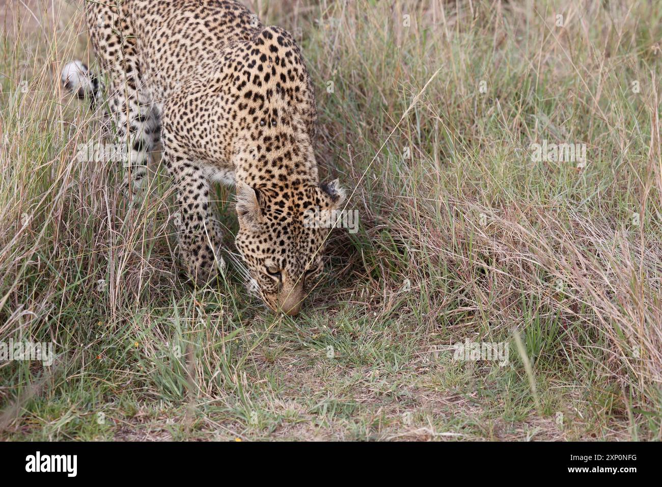 Leopard controlla l'odore Foto Stock