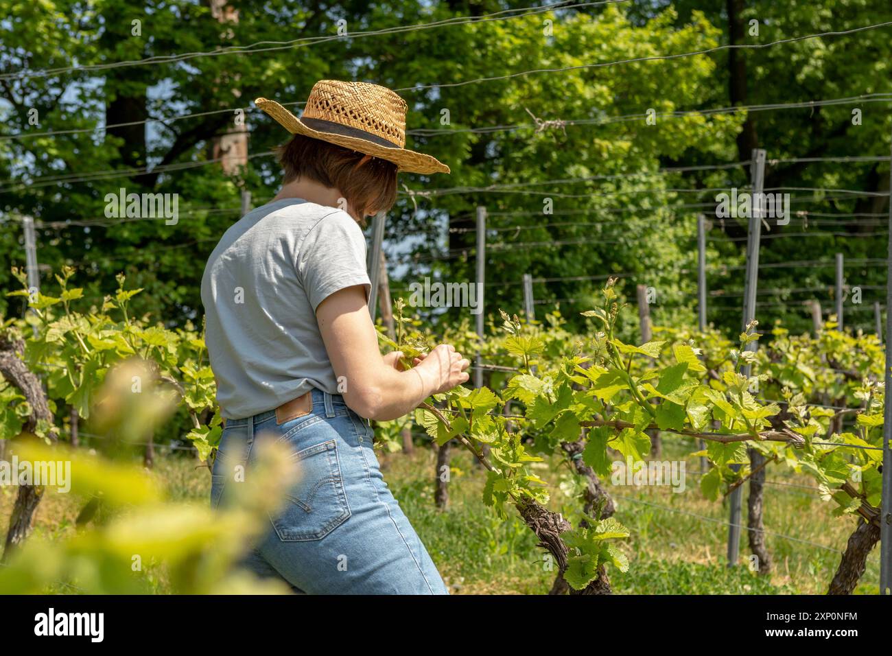 Enologo contadino, Donna con capelli marroni, maglietta grigia, jeans e cappello di paglia che controlla la qualità delle sue piante di vino Foto Stock