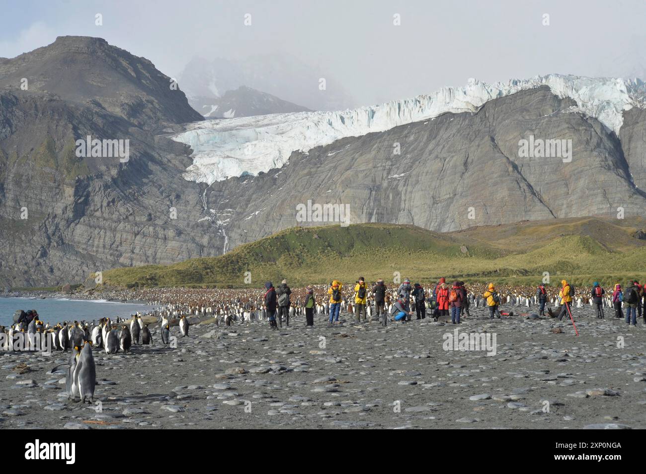 Colonia di pinguini, Georgia del Sud Foto Stock