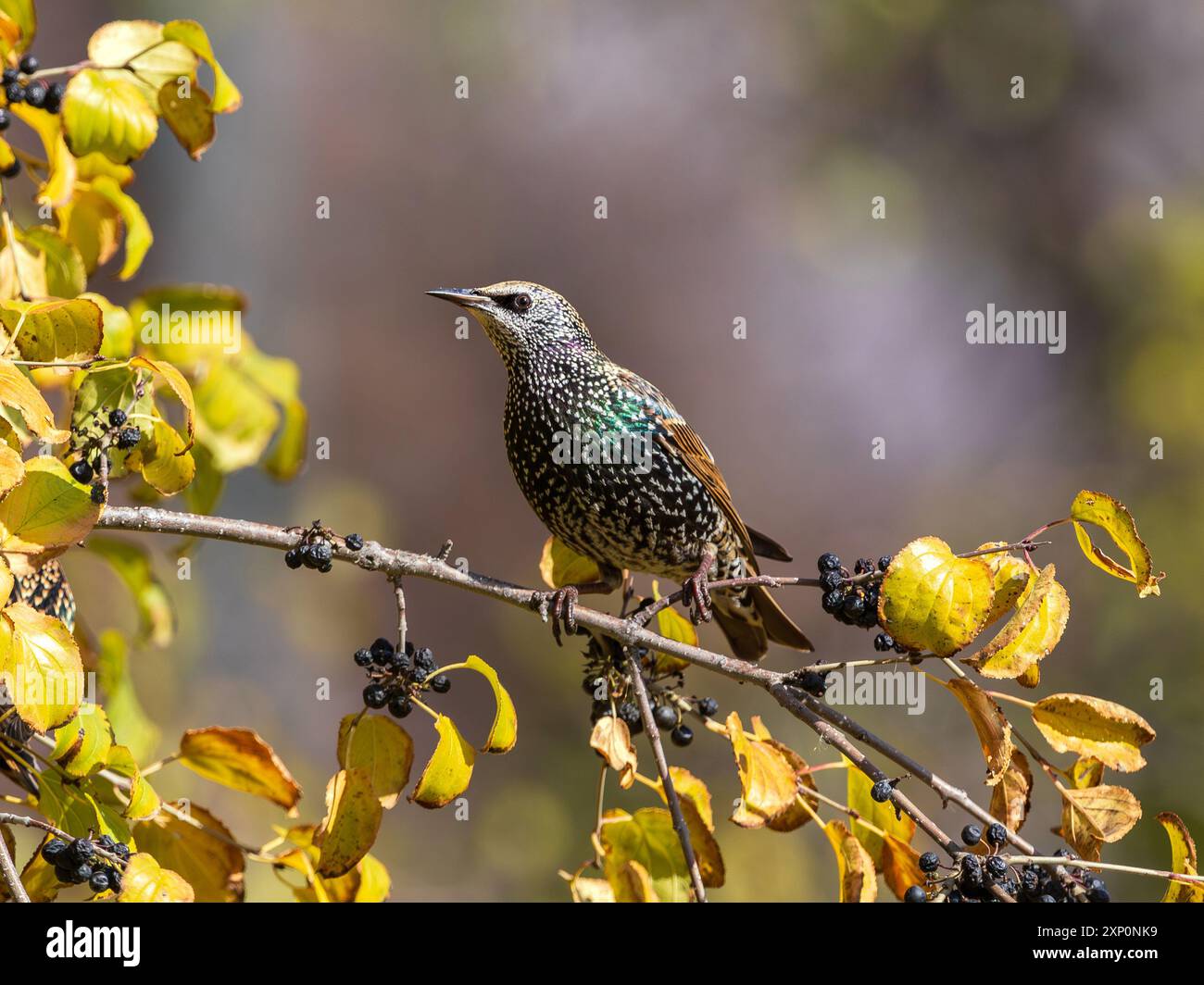 Un uccello Starling arroccato sul ramo di un albero durante la stagione autunnale o autunnale, circondato dalle foglie gialle e dai frutti di bosco che cambiano. Foto Stock