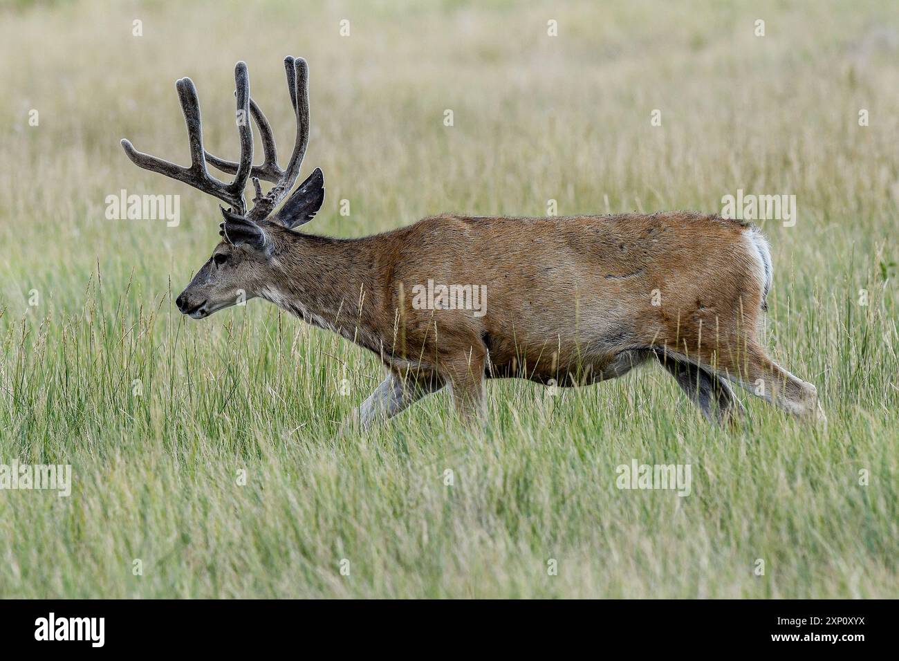 Denver, Colorado USA 2 agosto 2024 – Buck Mule Deer si presta al cibo durante un'intensa ondata di caldo. L'area di Denver raggiunse i 99 gradi (37,33 Celsius) con temperature superiori ai 90 per un decimo giorno consecutivo. Le temperature dovrebbero superare i 101 gradi (38,33) nel fine settimana. Foto: Don Mennig / Alamy News Foto Stock Denver, Colorado USA 2 agosto 2024 – Buck Mule Deer si presta al cibo durante un'intensa ondata di caldo. L'area di Denver raggiunse i 99 gradi (37,33 Celsius) con temperature superiori ai 90 per un decimo giorno consecutivo. Le temperature dovrebbero superare i 101 gradi (38,33) nel fine settimana. Foto: Don Mennig / Alamy News Foto Stock