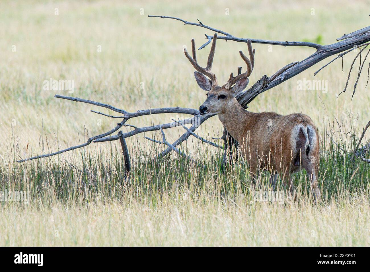 Denver, Colorado USA 2 agosto 2024 – Buck Mule Deer si presta al cibo durante un'intensa ondata di caldo. L'area di Denver raggiunse i 99 gradi (37,33 Celsius) con temperature superiori ai 90 per un decimo giorno consecutivo. Le temperature dovrebbero superare i 101 gradi (38,33) nel fine settimana. Foto: Don Mennig / Alamy News Foto Stock Denver, Colorado USA 2 agosto 2024 – Buck Mule Deer si presta al cibo durante un'intensa ondata di caldo. L'area di Denver raggiunse i 99 gradi (37,33 Celsius) con temperature superiori ai 90 per un decimo giorno consecutivo. Le temperature dovrebbero superare i 101 gradi (38,33) nel fine settimana. Foto: Don Mennig / Alamy News Foto Stock
