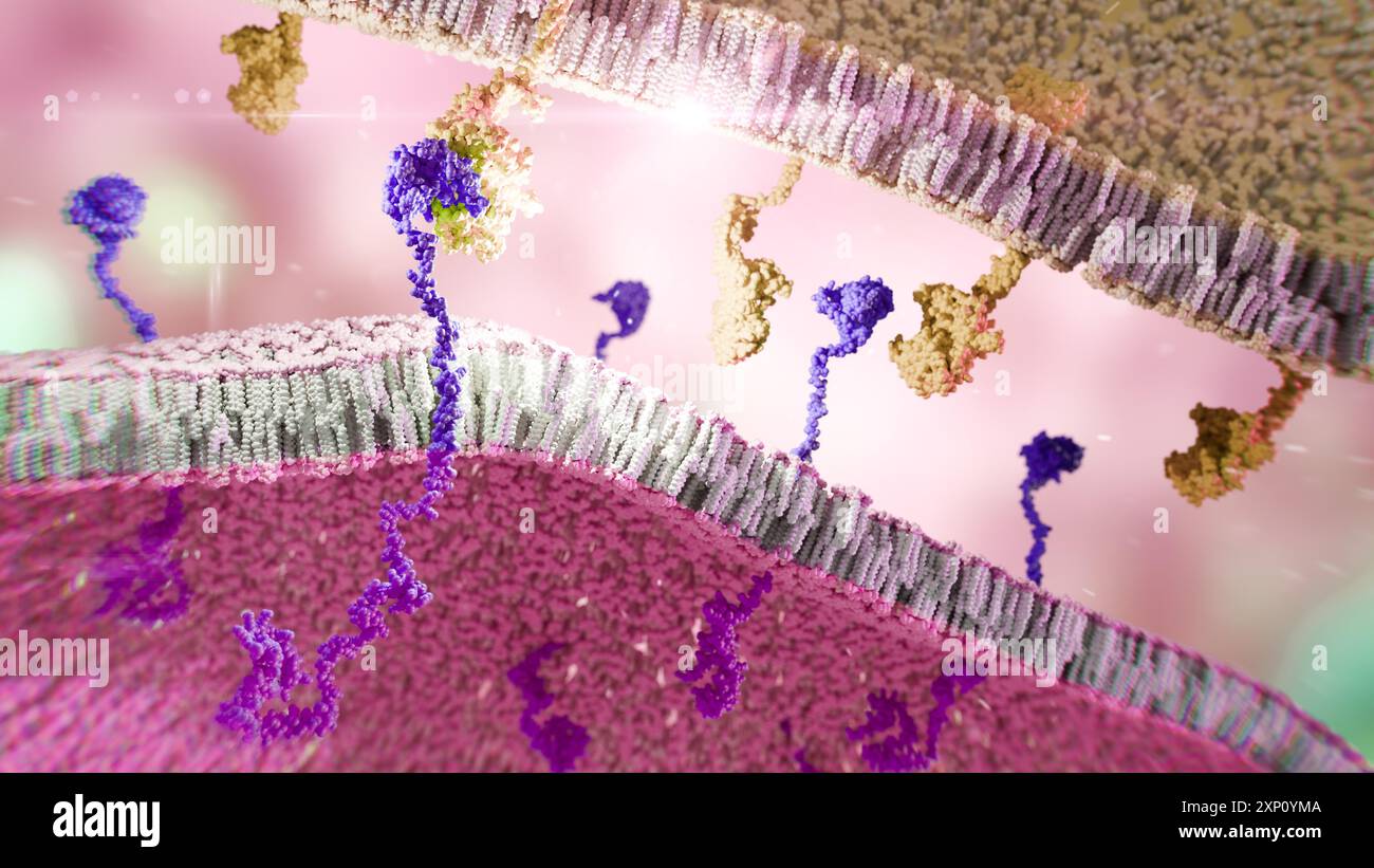 Illustrazione del recettore dell'antigene chimerico (CAR), un recettore ingegnerizzato che dà alle cellule immunitarie la nuova capacità di colpire una proteina specifica. Il RECETTORE complesso DELL'AUTOMOBILE (arancione) è mostrato su una membrana della cellula immunitaria (blu), attaccando a una proteina bersaglio (rosa) su una membrana della cellula tumorale. Foto Stock