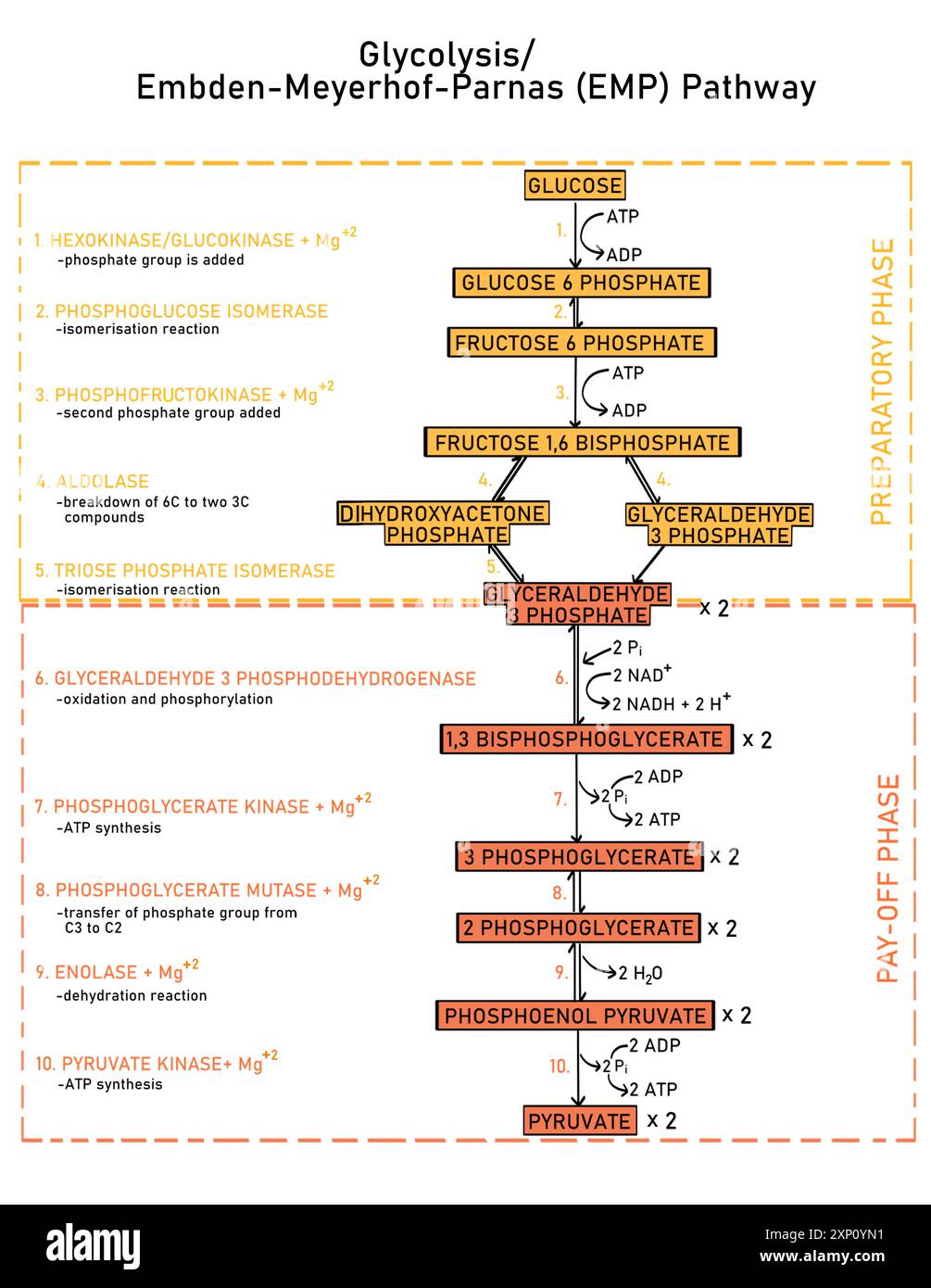 Glicolisi, illustrazione. La glicolisi è la via centrale per il catabolismo del glucosio in cui il glucosio viene convertito in piruvato. È anche chiamato percorso Embden-Meyerhof-Parnas e ha dieci fasi che fanno parte di due fasi: La fase preparatoria e la fase di remunerazione. Foto Stock