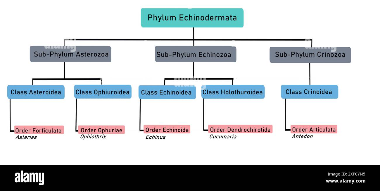 Phylum Echinodermata, illustrazione. Foto Stock