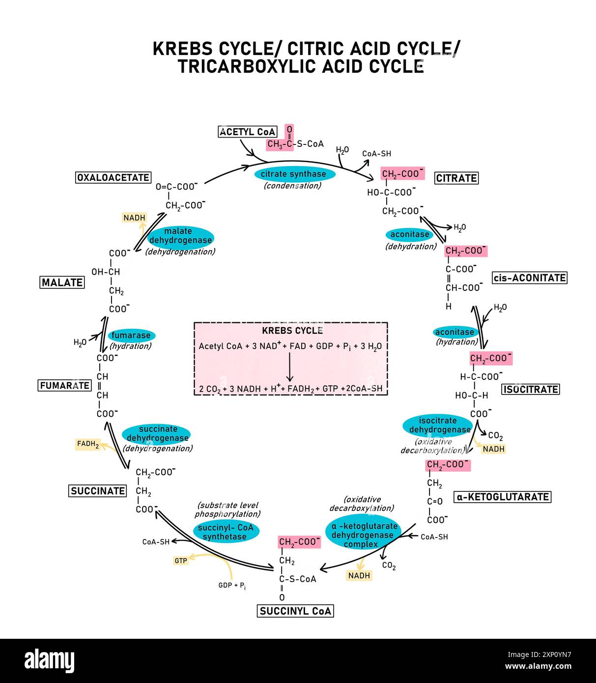 Ciclo Krebs, illustrazione. Noto anche come ciclo dell'acido citrico o ciclo dell'acido tricarbossilico (ciclo TCA), questo è un ciclo di reazioni che si verificano nella matrice dei mitocondri delle cellule eucariote. Foto Stock