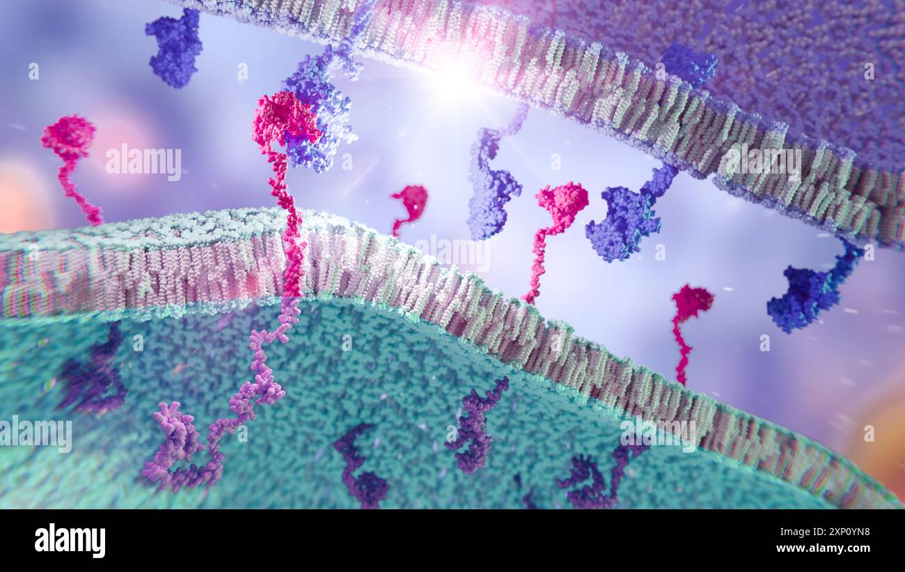 Illustrazione del recettore dell'antigene chimerico (CAR), un recettore ingegnerizzato che dà alle cellule immunitarie la nuova capacità di colpire una proteina specifica. Il complesso RECETTORE AUTO (rosa) è mostrato su una membrana di cellule immunitarie, attaccando a una proteina bersaglio (blu) su una membrana di cellule tumorali. Foto Stock