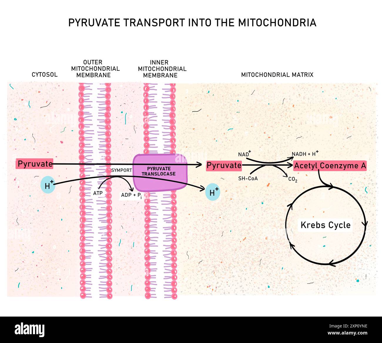 Trasporto del piruvato nei mitocondri, illustrazione. Il piruvato sintetizzato tramite glicolisi è presente nel citolo della cellula e deve essere trasportato nei mitocondri attraverso una proteina translocasi per la sua ossidazione. Foto Stock