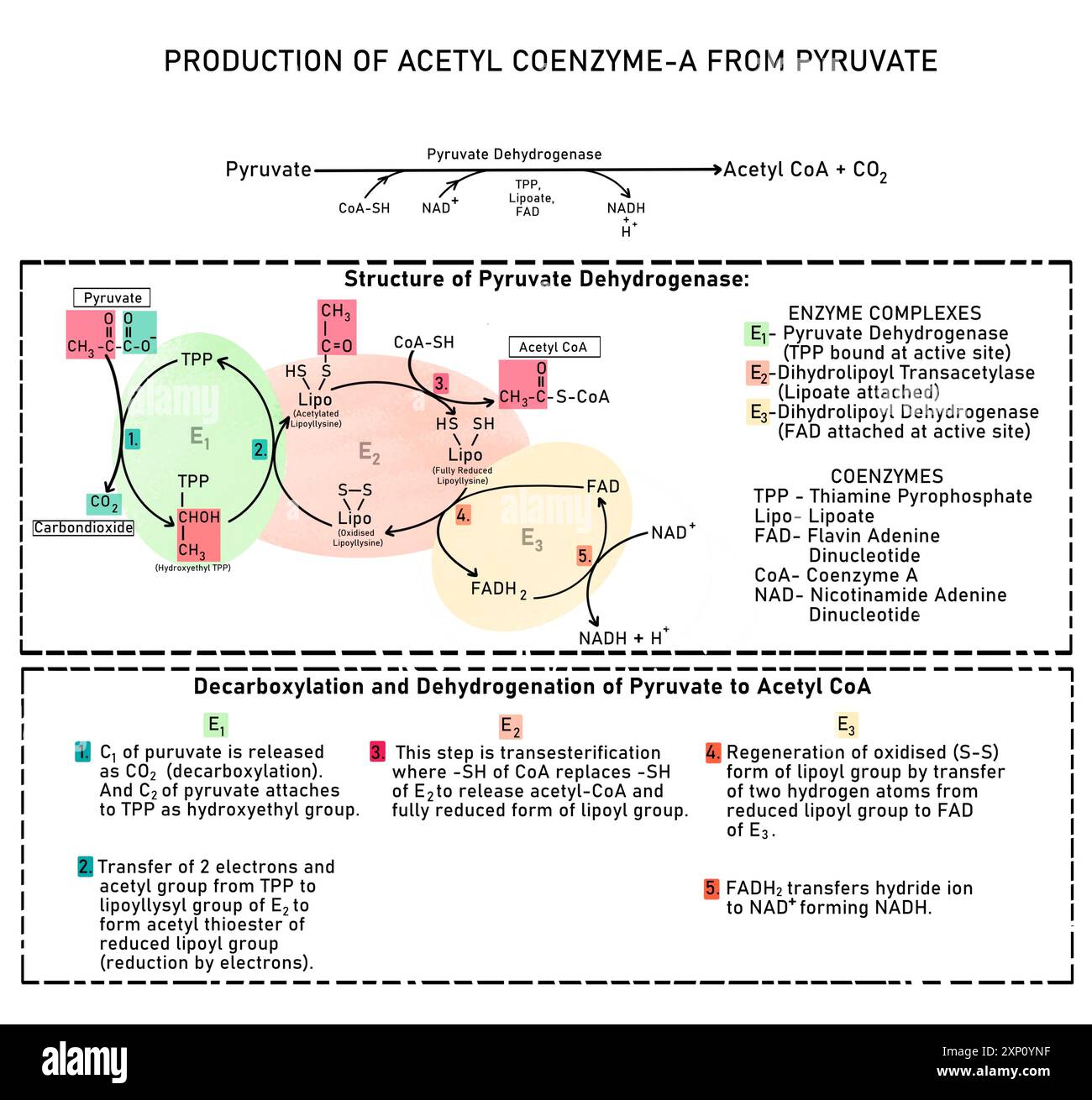 Conversione del piruvato in acetil coenzima A, illustrazione. Il piruvato viene convertito in Acetil CoA nella matrice mitocondriale da una reazione ossidativa di decarbossilazione catalizzata da un complesso enzimatico piruvato deidrogenasi. La catalisi si verifica mediante canalizzazione del substrato, in cui il substrato non lascia l'enzima per tutta la durata della reazione. Foto Stock