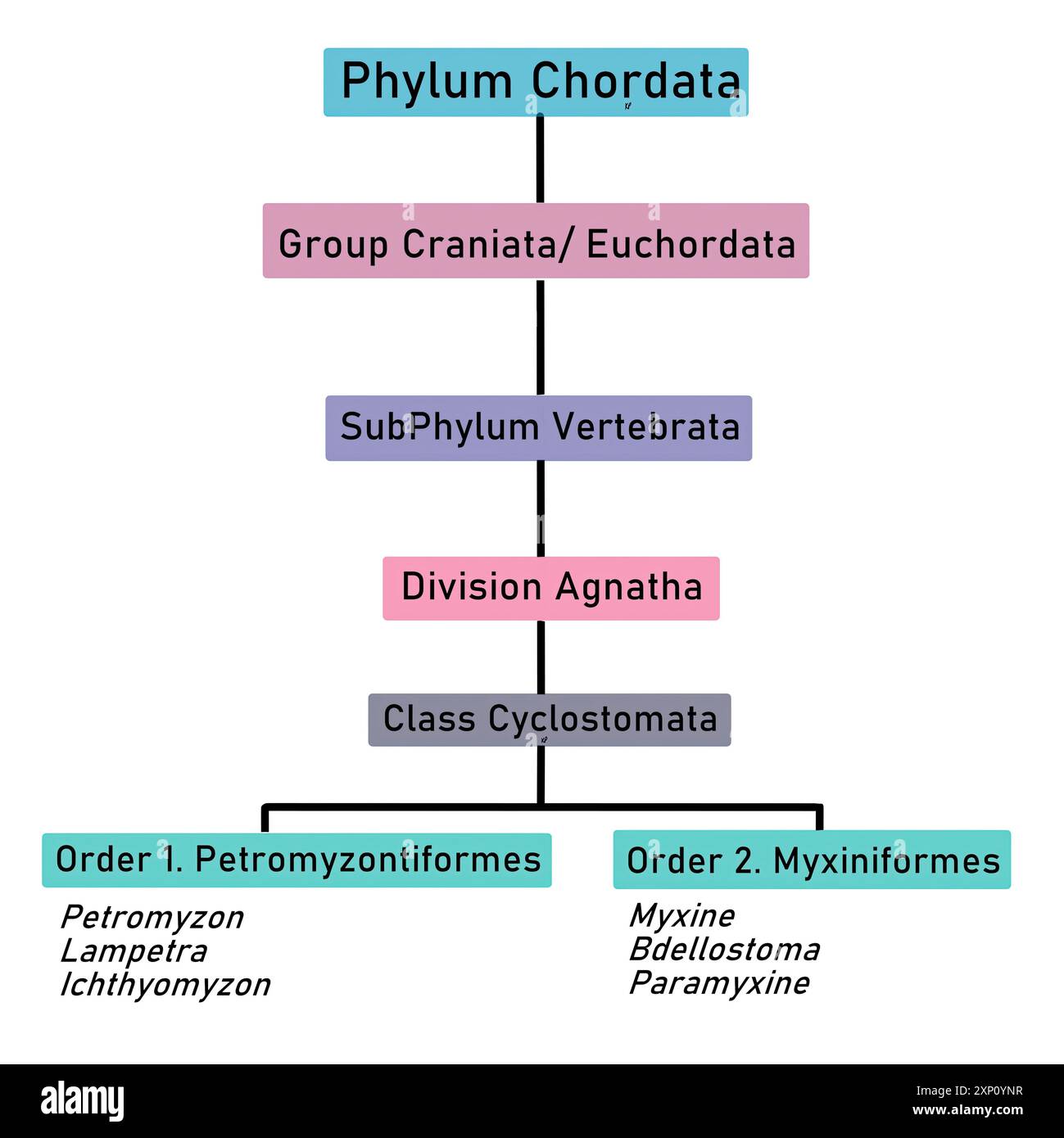 Classe classificazione ciclostomata, illustrazione. Foto Stock