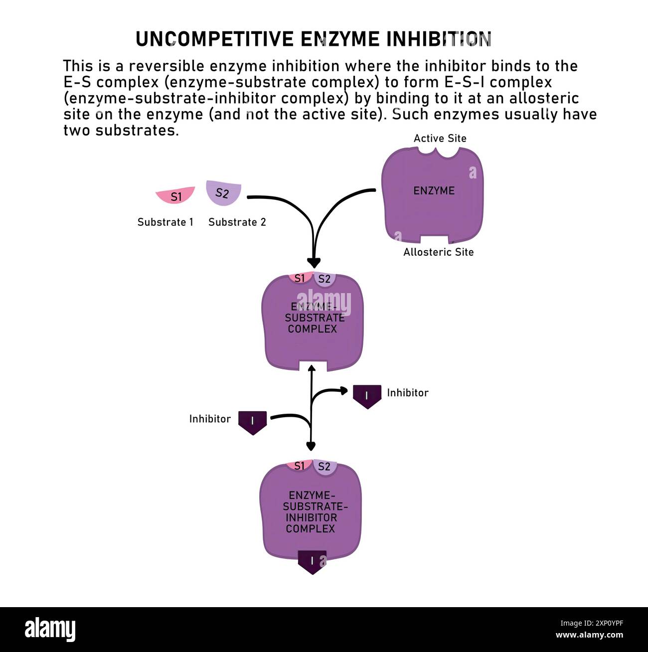 Inibizione enzimatica non competitiva, illustrazione. L'inibizione enzimatica non competitiva è un tipo di inibizione enzimatica reversibile. Un inibitore non competitivo (i) si lega specificamente al complesso del substrato enzimatico (ES) e impedisce la catalisi dei substrati (S) e quindi non si formano prodotti. Foto Stock