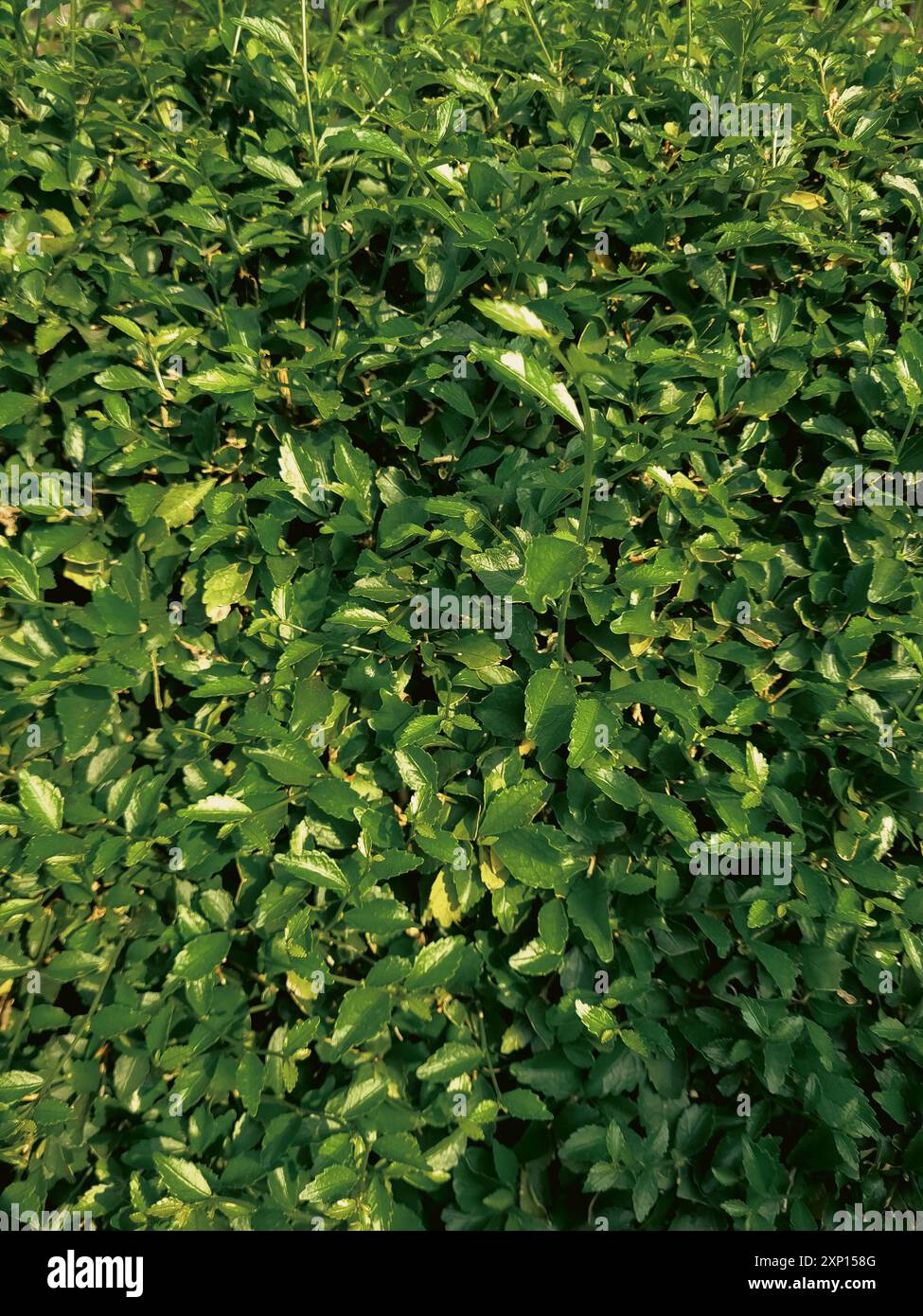 Foglie di tè-tehan o Acalypha siamensis lascia la texture dell'immagine. Spesso usato come recinzione vivente in Asia. Immagini di sfondo delle foglie tropicali. Foto Stock