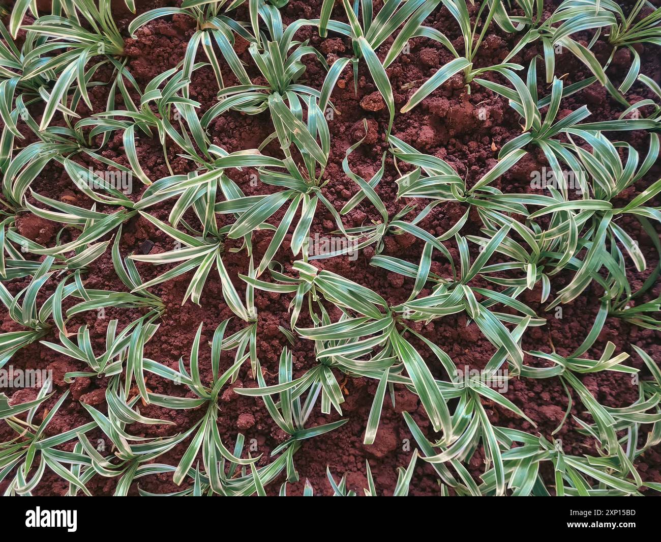immagini dall'alto delle piantine di piante di ragno su terreno fresco. Immagini con motivi di texture naturali. Foto Stock