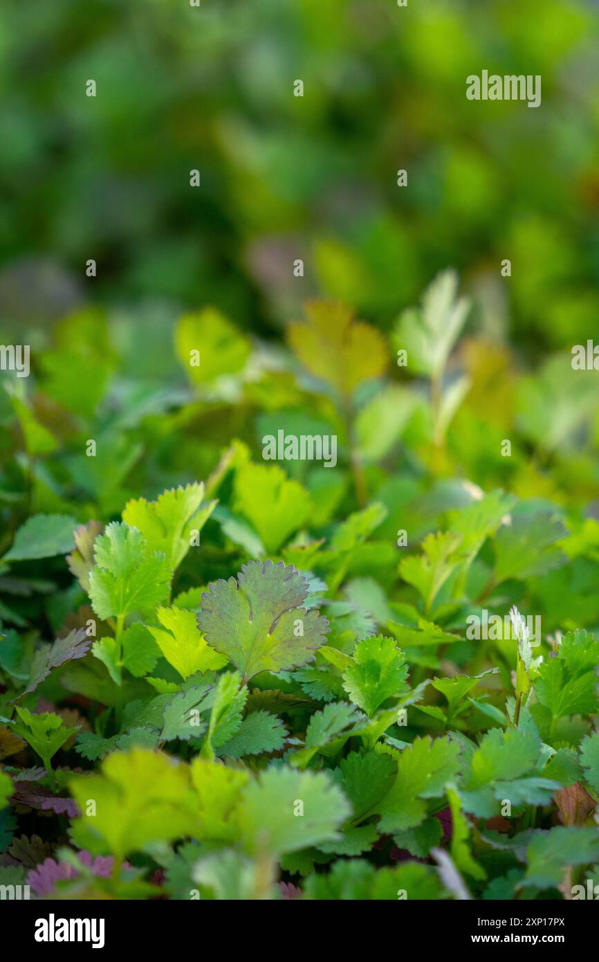 Coriandolo appena coltivato, noto come coriandolo e dhaniya, in un giardino biologico in India Foto Stock