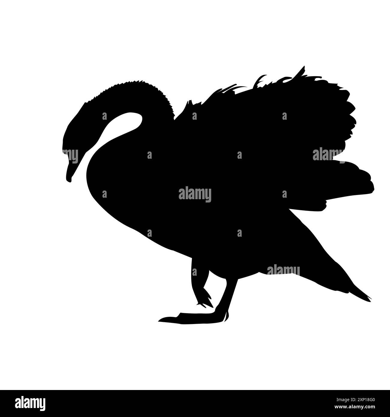 Silhouette di cigno. Un solo animale d'acqua che riposa sulla riva del lago. Il cigno bianco muta sta sulle zampe. La fauna selvatica cygnus. Progettazione per fauna, biologia o ornitologia Illustrazione Vettoriale