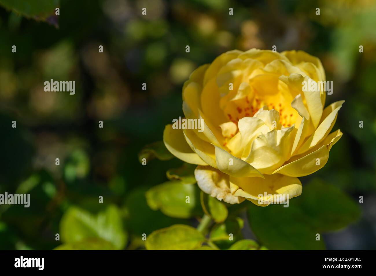 Splendido cespuglio di rosa gialla in un giardino primaverile. Giardino delle rose. Foto Stock