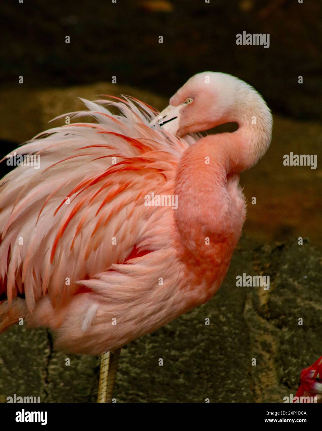 Preparazione di fenicotteri, zoo di Atlanta Foto Stock