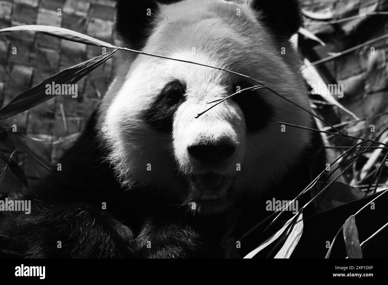 Panda gigante allo zoo di Atlanta Foto Stock