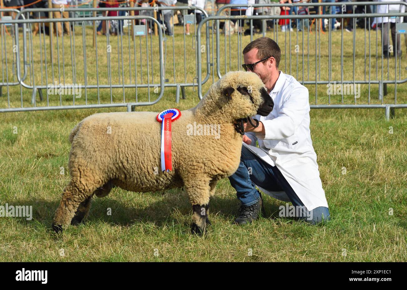 Uomo che mostra pecore premio. Foto Stock