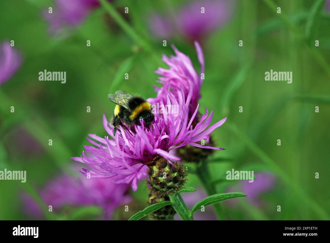 Un bumble dalla coda bianca raccoglie il polline dal Knapweed comune simile al cardo (Centaurea Nigra, Black Knapweed). Prato di fiori selvatici inglese, luglio Foto Stock