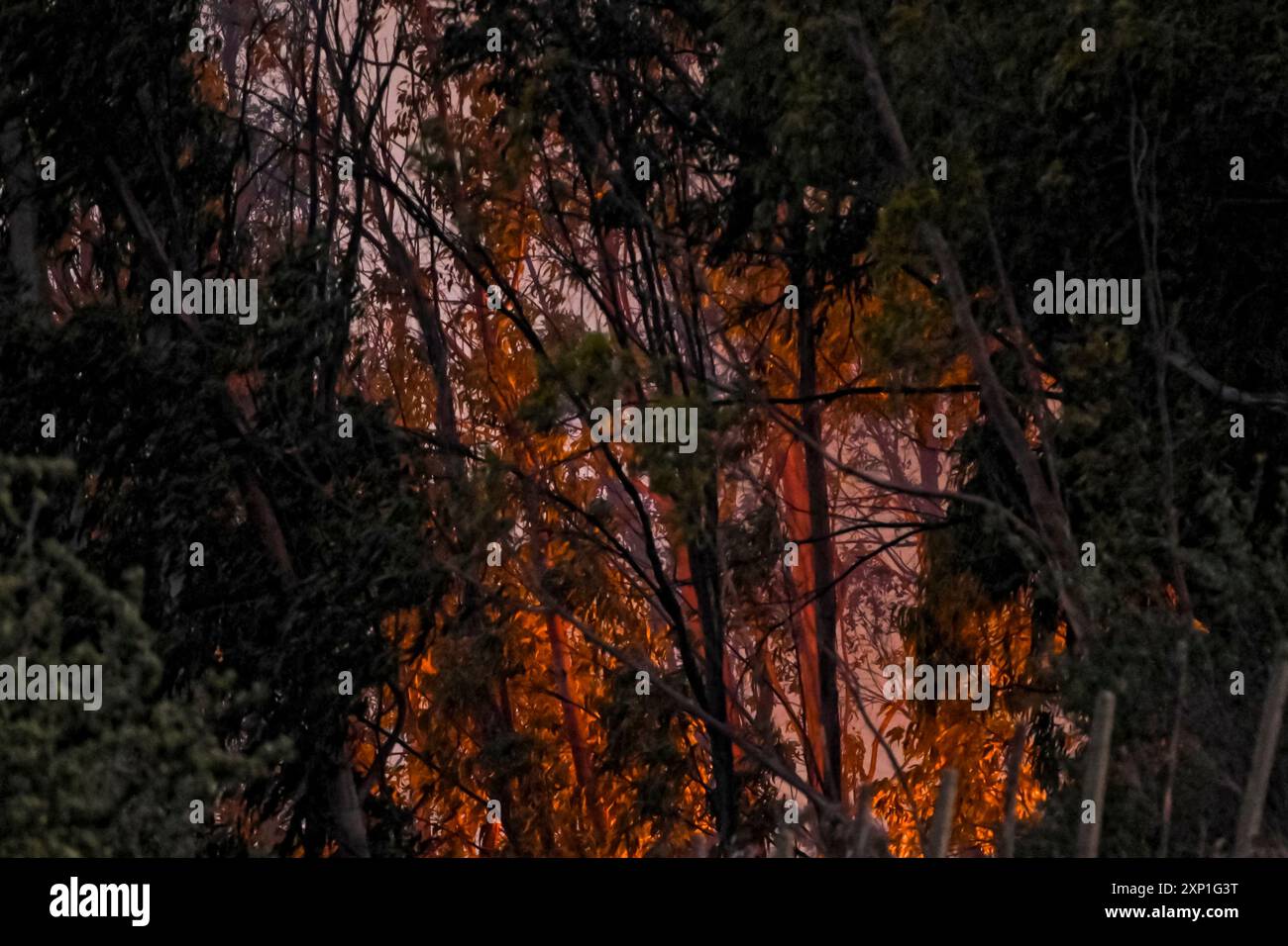 Catanzaro, Catanzaro, Italia. 2 agosto 2024. Fuoco visto dietro gli alberi. Un enorme incendio colpì la zona costiera meridionale di Catanzaro. Quest'anno, gli incendi estivi sono aumentati del 10%, a causa del clima caldo e del fattore umano, come dichiarato dal direttore locale dei vigili del fuoco. (Credit Image: © Valeria Ferraro/ZUMA Press Wire) SOLO PER USO EDITORIALE! Non per USO commerciale! Foto Stock