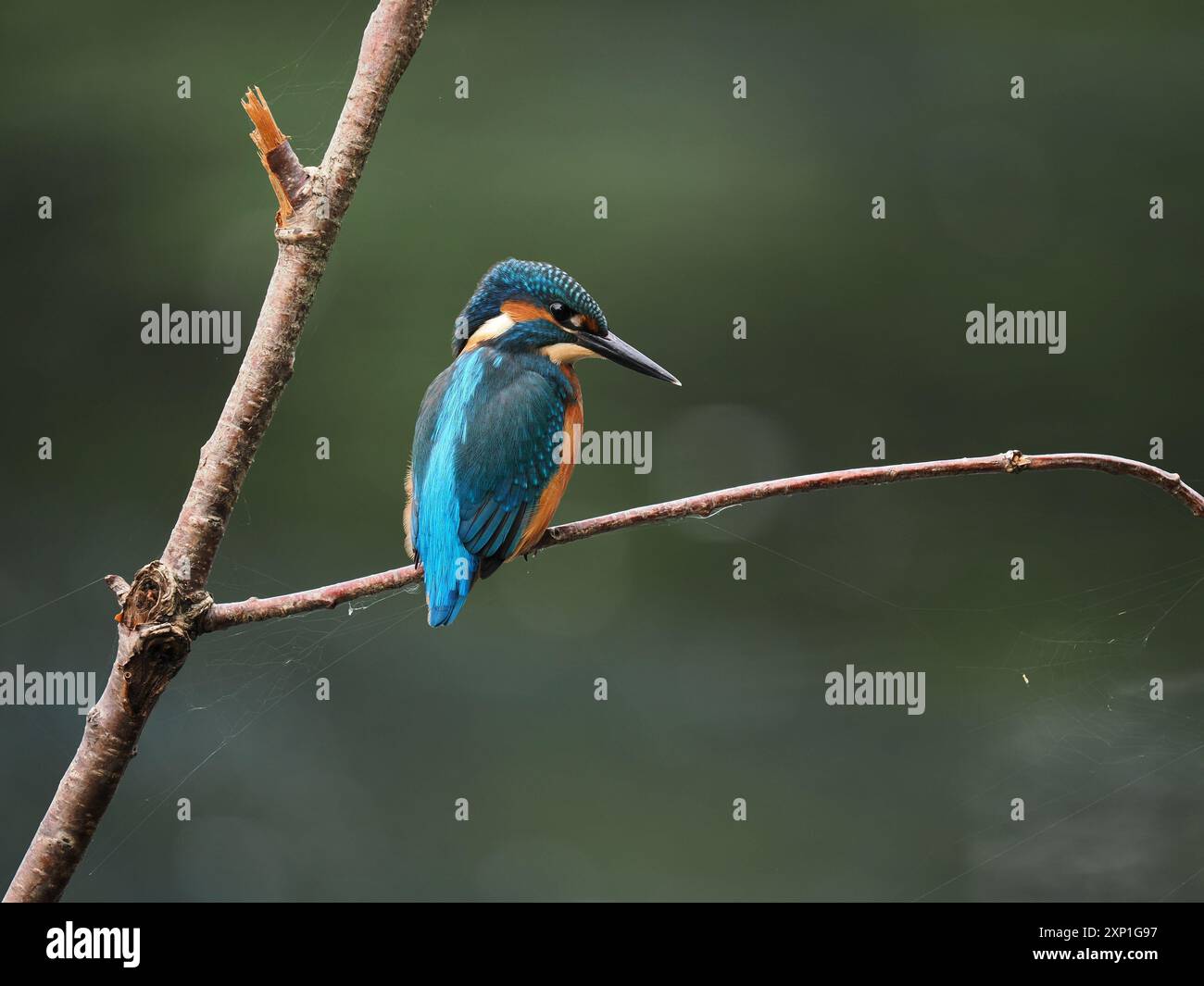 Il fratello kingfisher rapidamente non si tollera a vicenda e l'aggressione tra i giovani, le ali alzate e la caccia sono comuni. Foto Stock