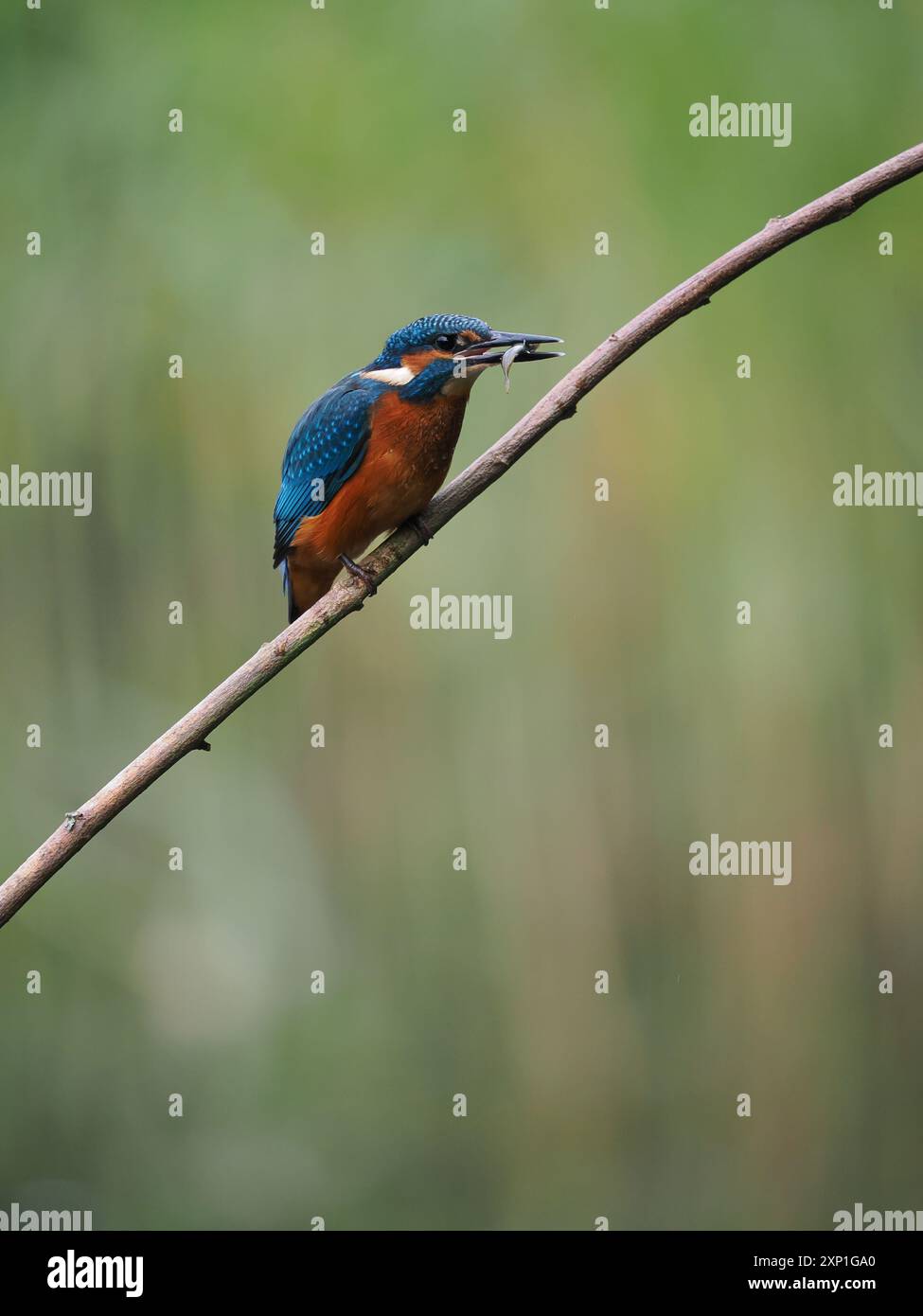 Il fratello kingfisher rapidamente non si tollera a vicenda e l'aggressione tra i giovani, le ali alzate e la caccia sono comuni. Foto Stock