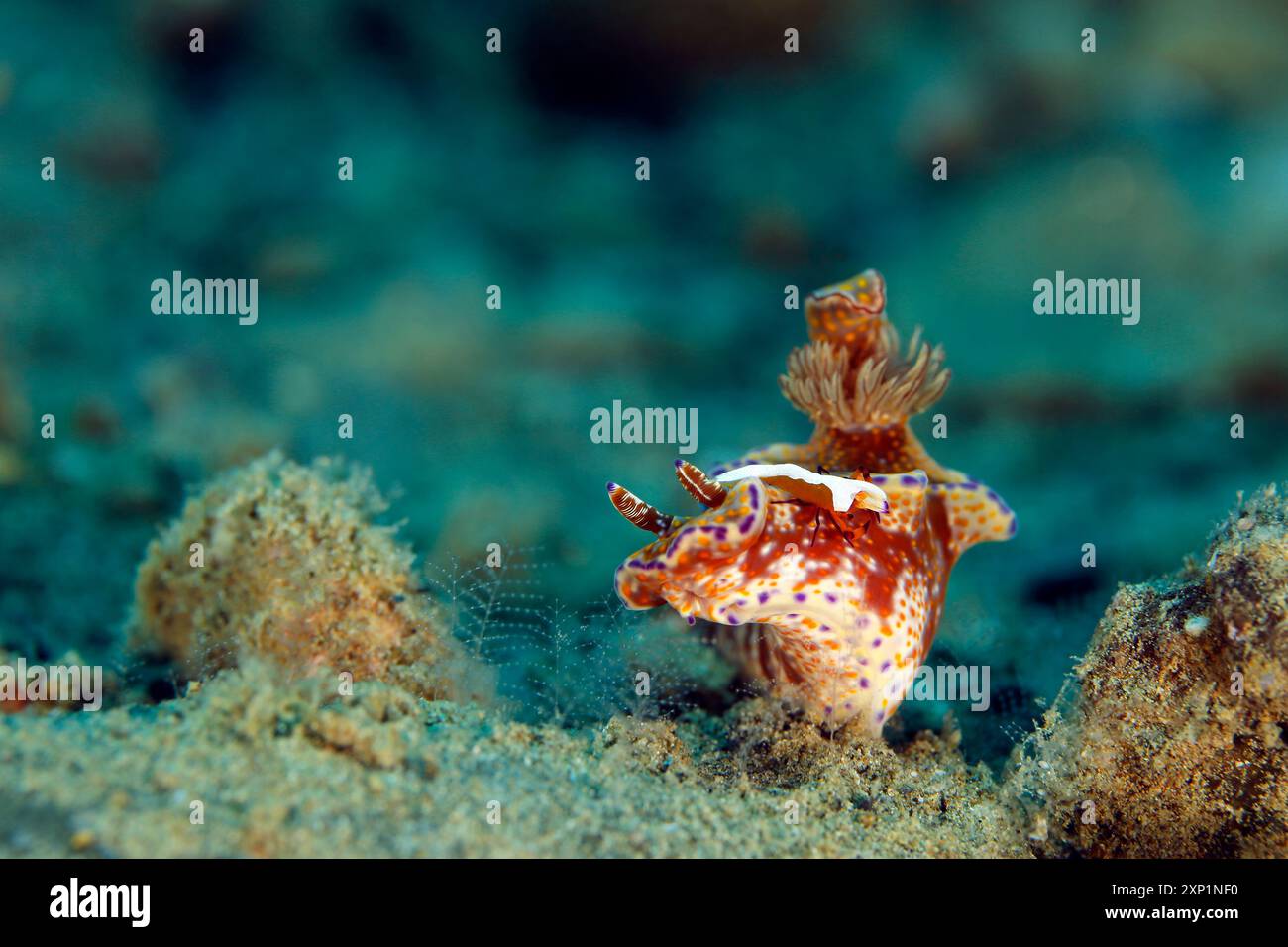 Ceratosoma tenue NudiBranch con un gambero imperatore (Periclimenes imperator) sulla testa. Ambon, Indonesia Foto Stock