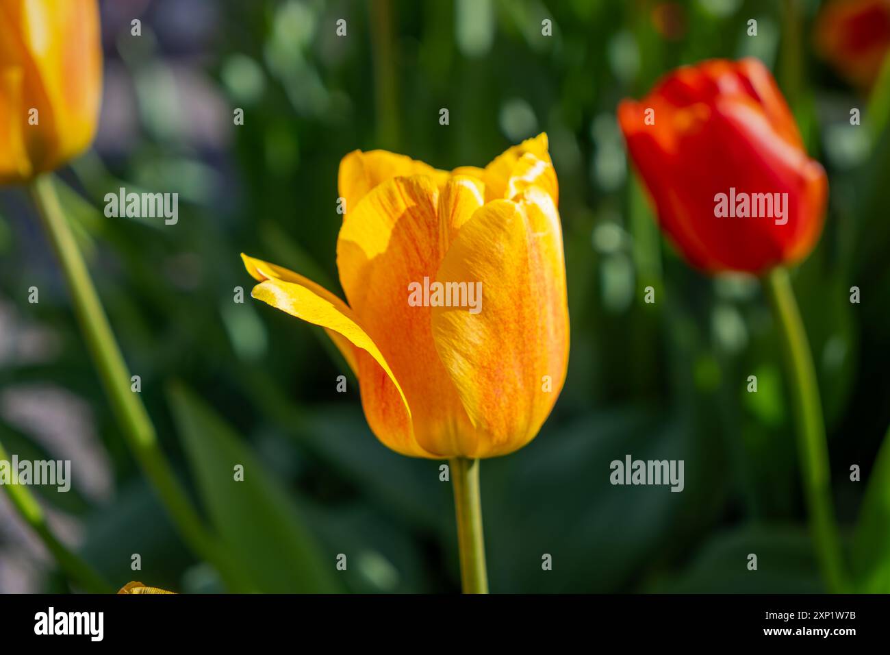 Vista ravvicinata di un tulipano giallo con sfumature arancioni alla luce del sole, a fuoco, con uno sfondo sfocato di tulipani rossi. King's Garden, Stoccolma, svedese Foto Stock