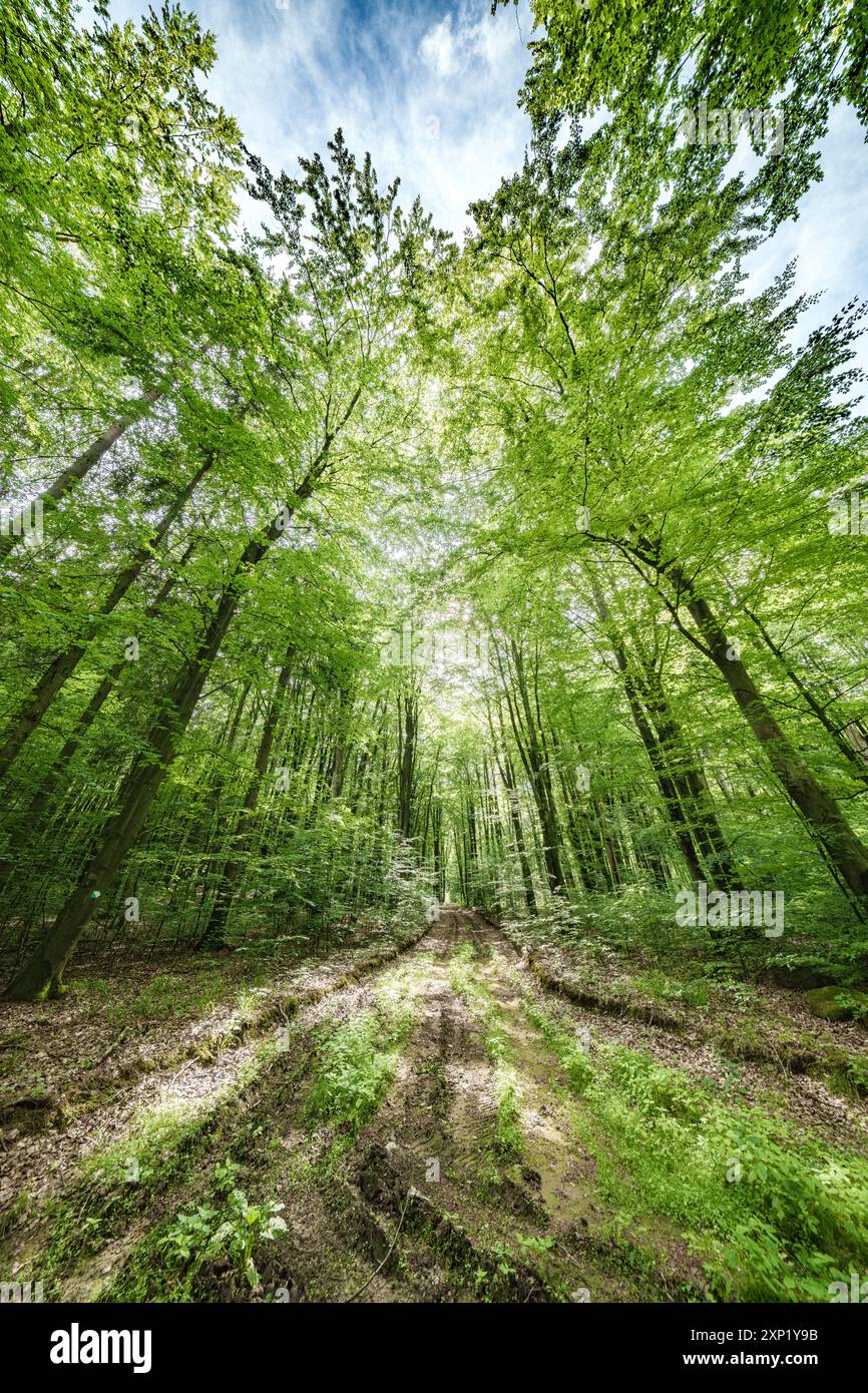 Una vista mozzafiato mostra la luce del sole che splende attraverso una fitta tettoia della foresta, creando un'atmosfera magica Foto Stock