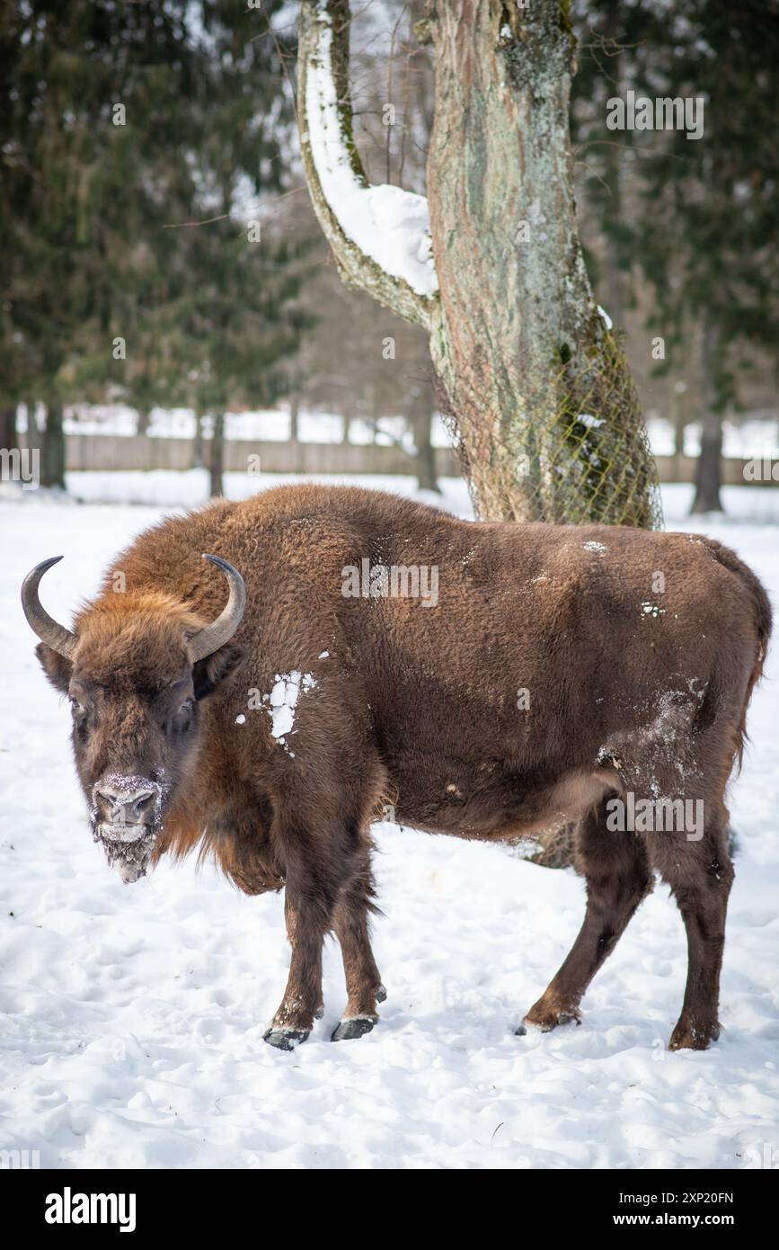 Maestoso bisonte europeo situato nel innevato Parco Nazionale di Białowieża, Polonia, che mostra la resilienza e la forza della natura. Foto Stock