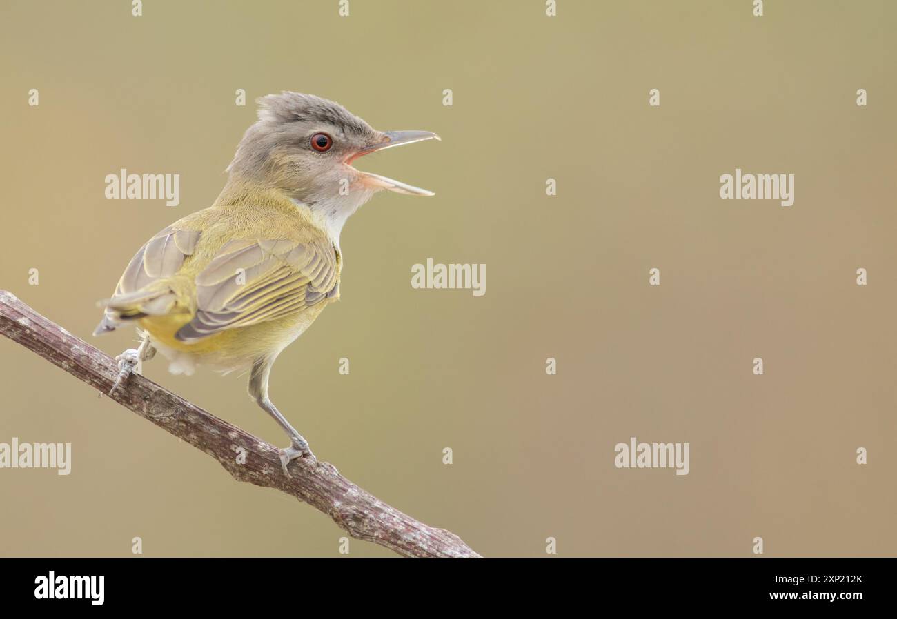 Il Vireo giallo-verde è un piccolo uccello con parti superiori verde oliva e una parte inferiore gialla. Trovato nelle Americhe, canta melodiosamente in boschi aperti. Foto Stock