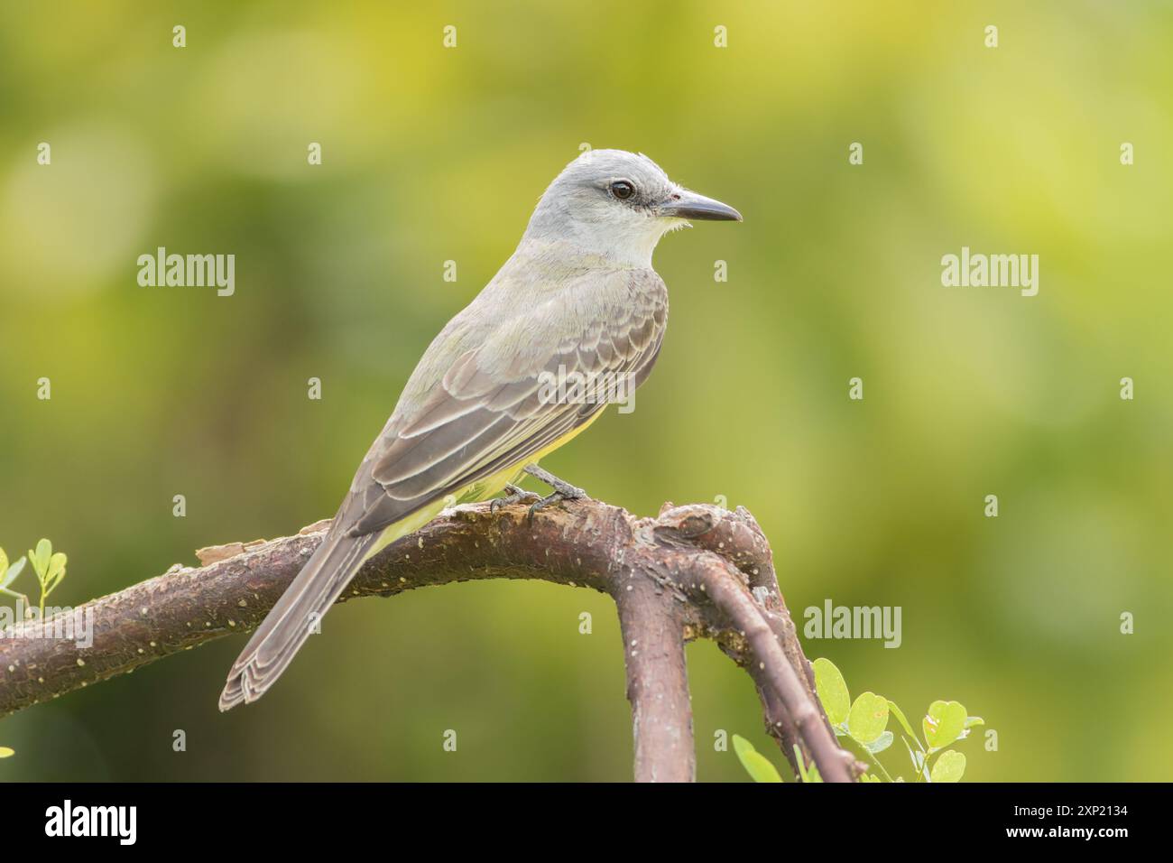 Tropical Kingbird (Tyrannus melancholicus). Punta Culebra, Smithsonian. Panama. Foto Stock