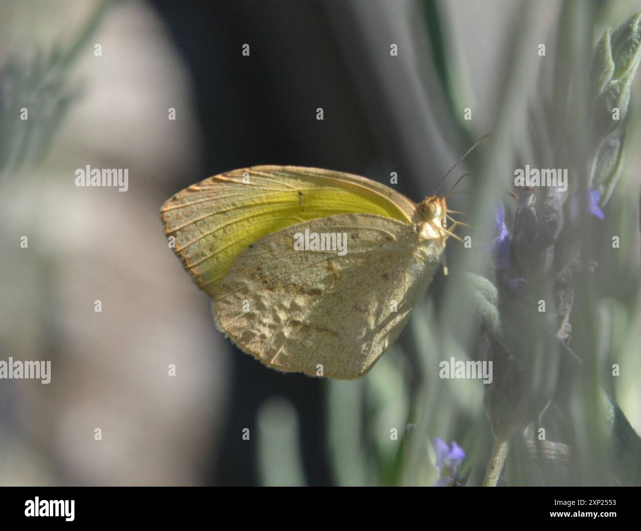 African Brodered Grass Yellow (Eurema brigitta brigitta) Insecta Foto Stock