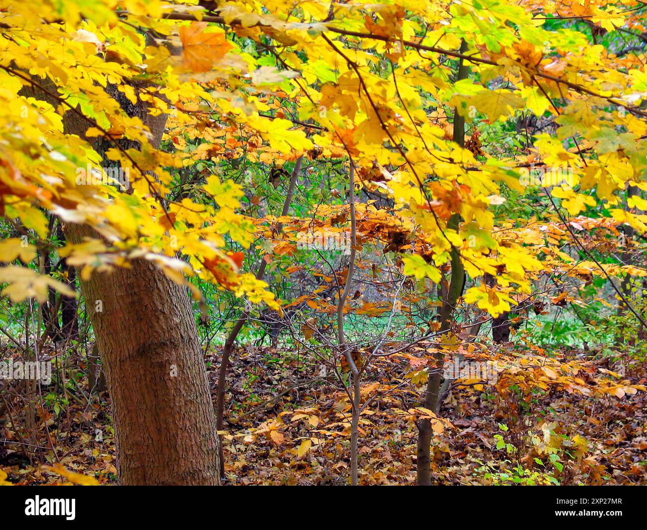 Albero nel bosco nella stagione autunnale con foglie gialle e marroni colorate Foto Stock