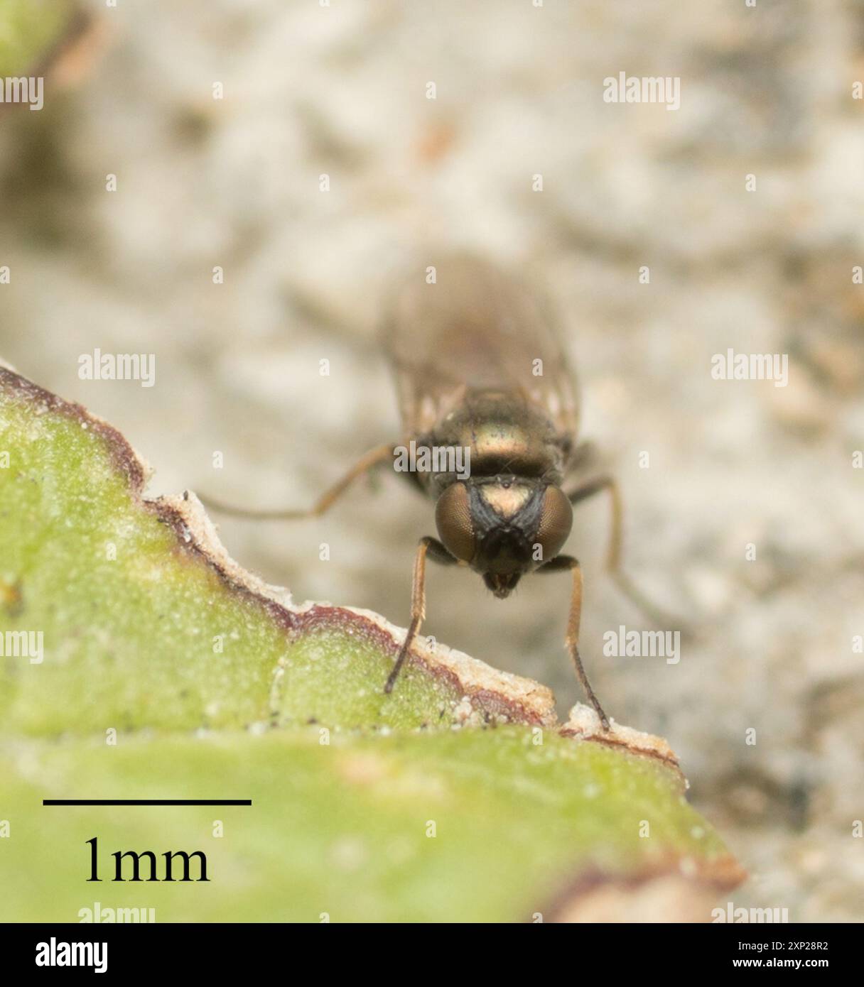 Mosche fritte (Chloropidae) Insecta Foto Stock