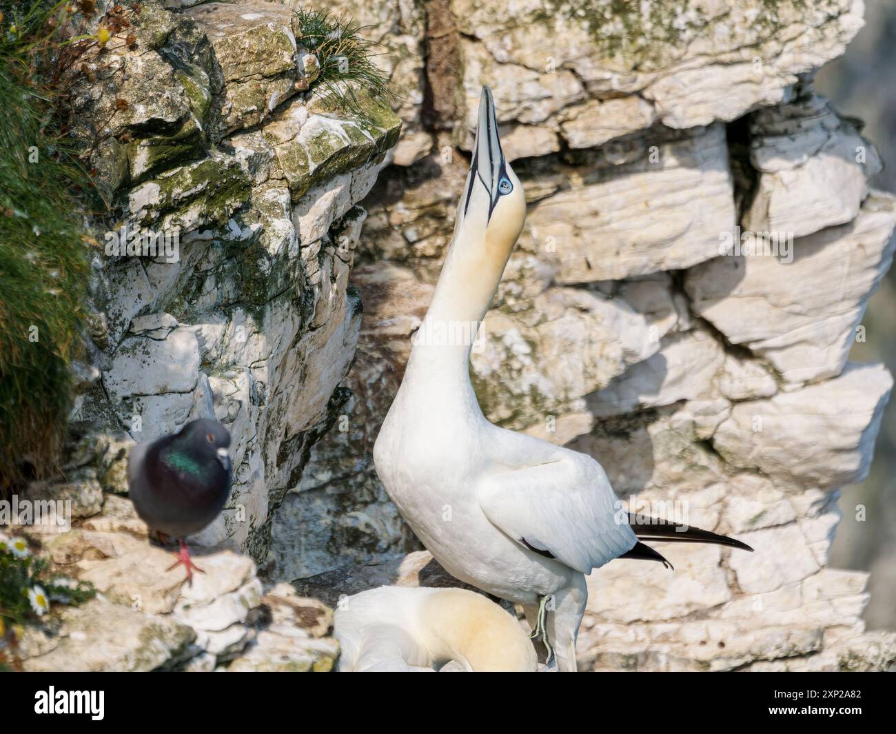 Gannet adulto che guarda verso il cielo avverte gli altri che sta per decollare Foto Stock