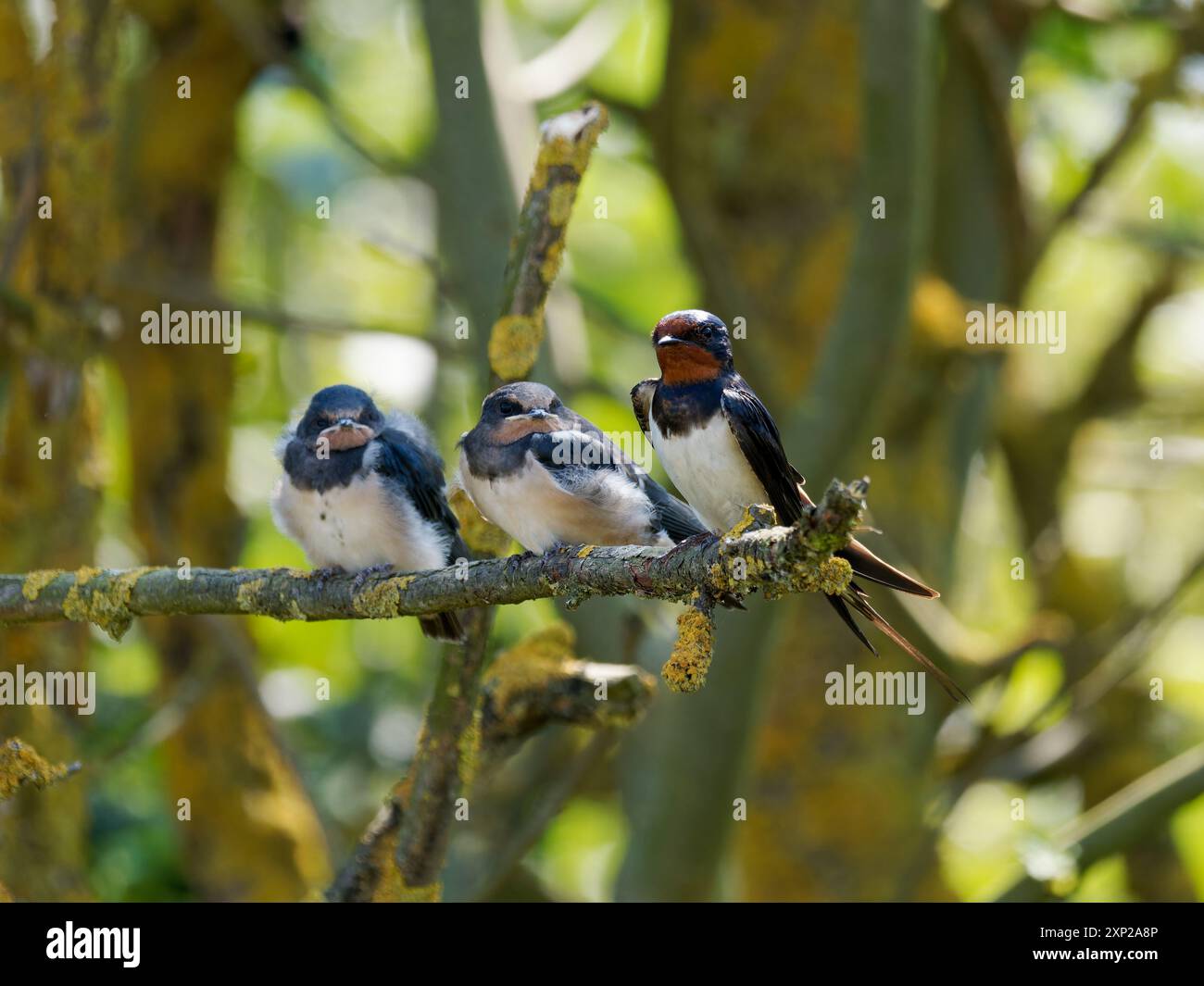 Ingoiare i piccoli con un genitore appoggiato su un ramo d'albero. Foto Stock