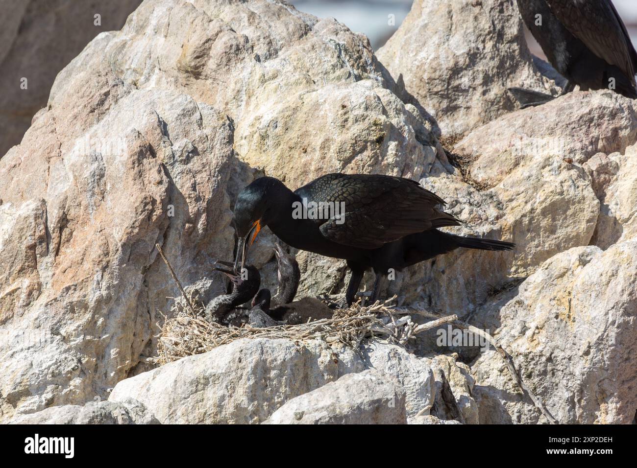 Capo Shag (phalacrocorax capensis) che dà da mangiare a un pulcino a Betty's Bay, nel Capo occidentale del Sudafrica Foto Stock