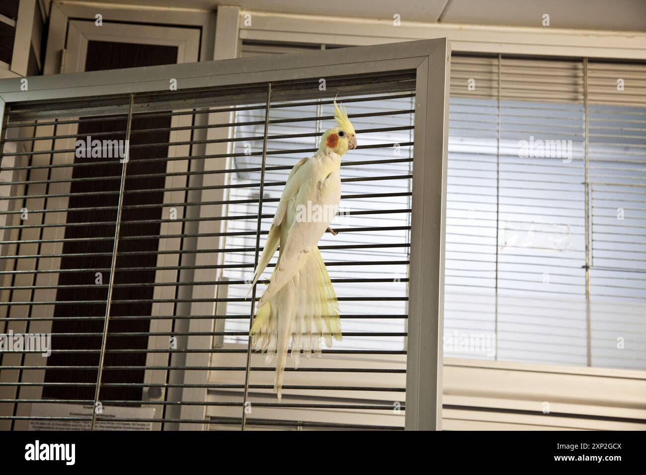 Un uccellino coccodrillo seduto sulle tende alla finestra in casa, che rappresenta una sensazione di libertà all'interno del recinto. Foto Stock