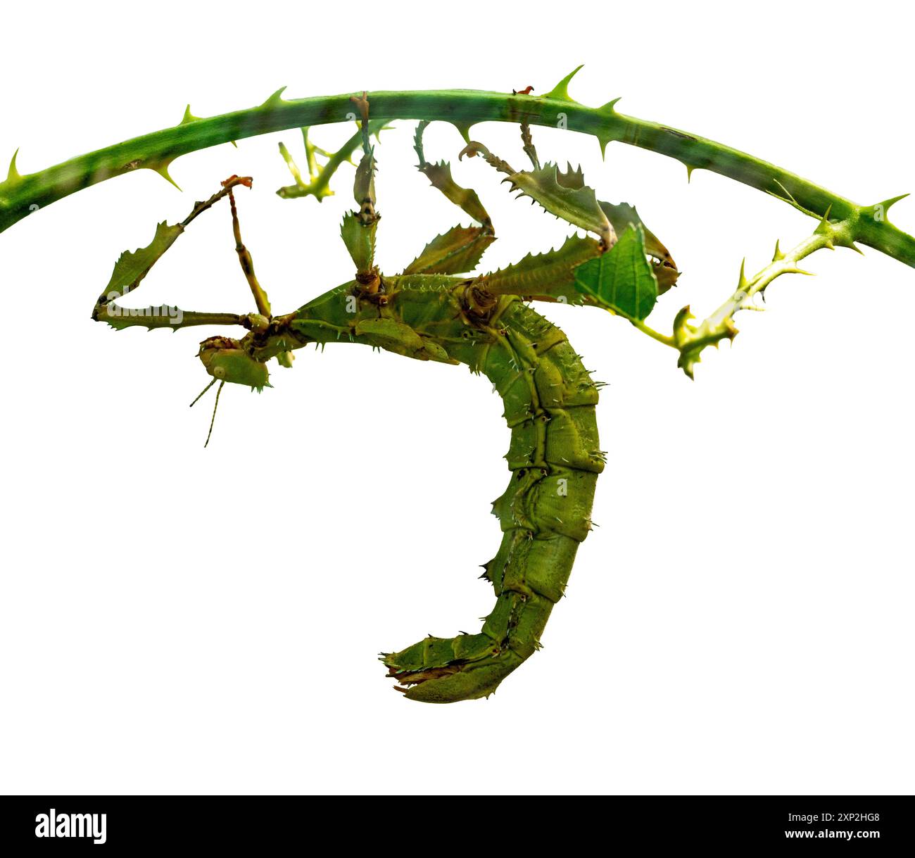 Insetto gigante del bastone d'India (Extatosoma tiaratum), noto anche come bastone da passeggio australiano Foto Stock