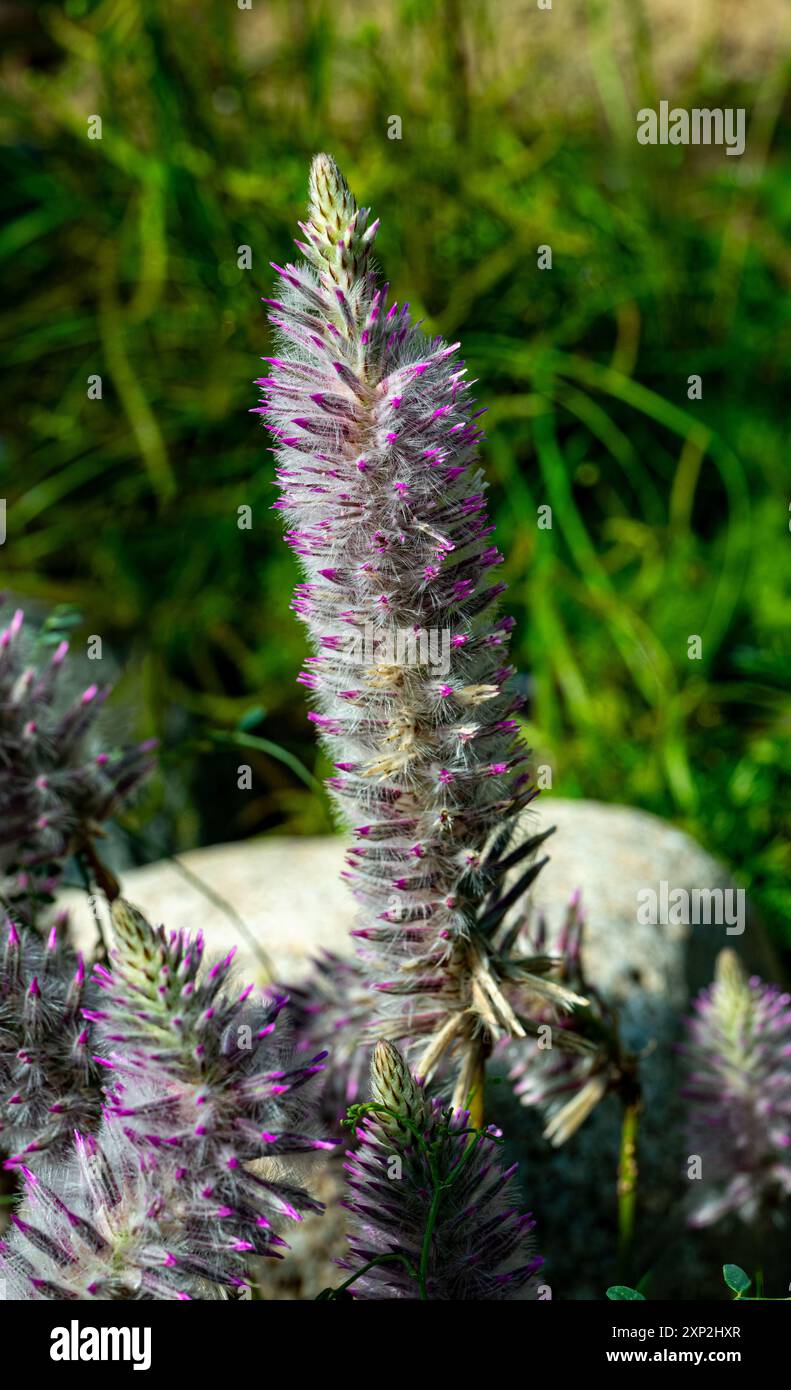 Ptilotus exaltatus o gambi rosa di mulla mulla Foto Stock