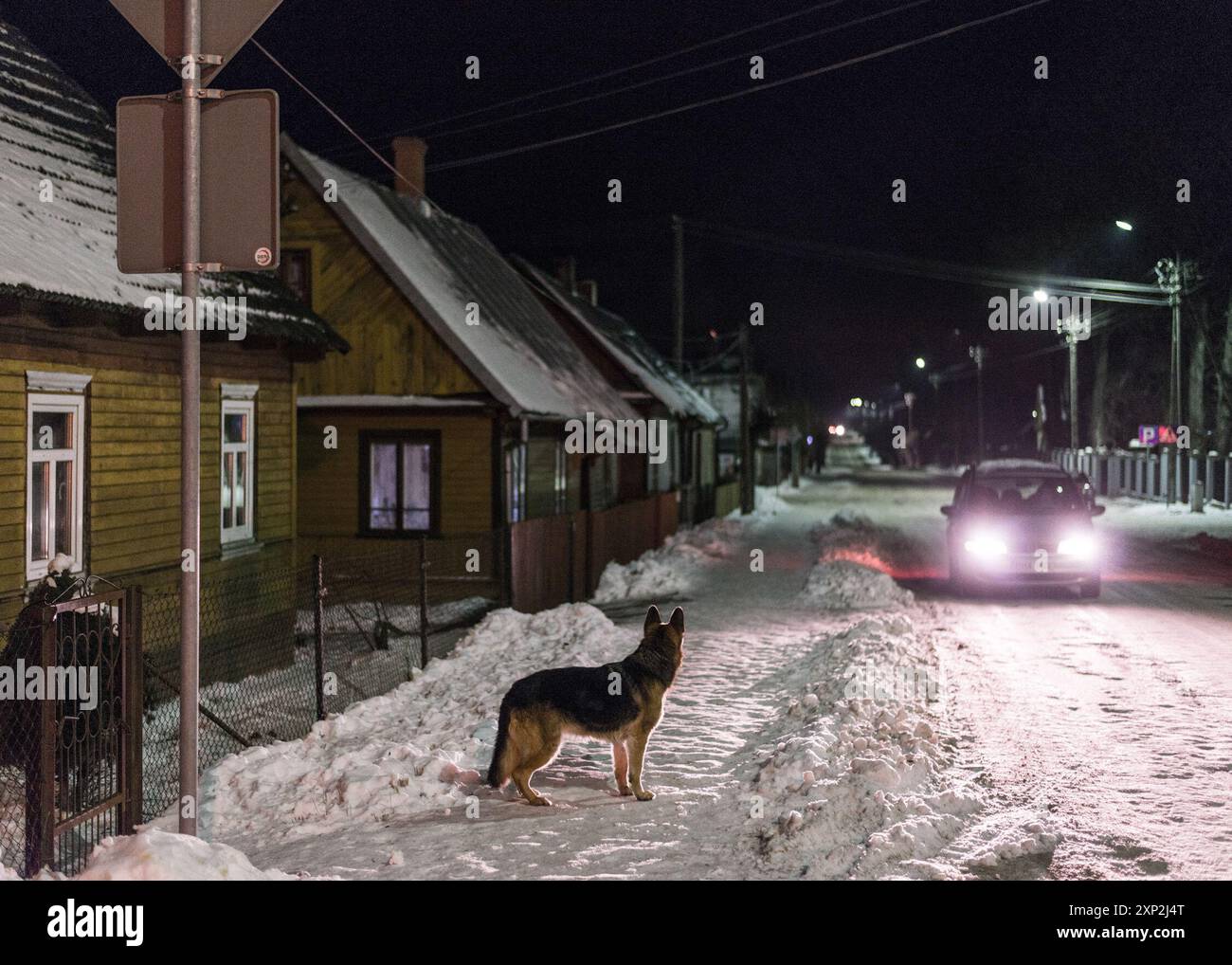 Cane in piedi su una strada innevata di notte con un'auto in avvicinamento nel villaggio di Białowieża, simboleggiando vigilanza e solitudine. Foto Stock