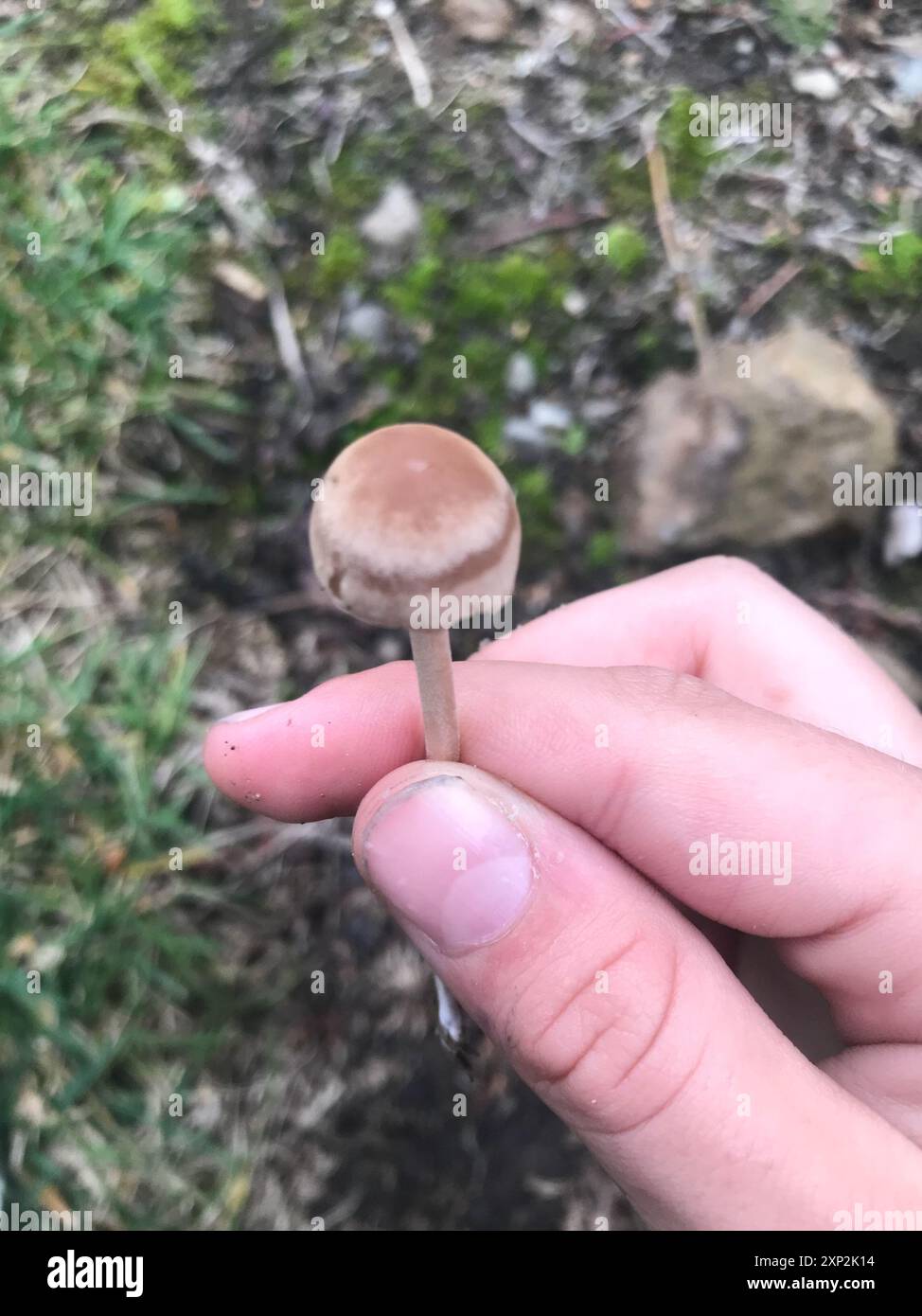 Funghi bianchi (Conocybe apala albipes) Foto Stock