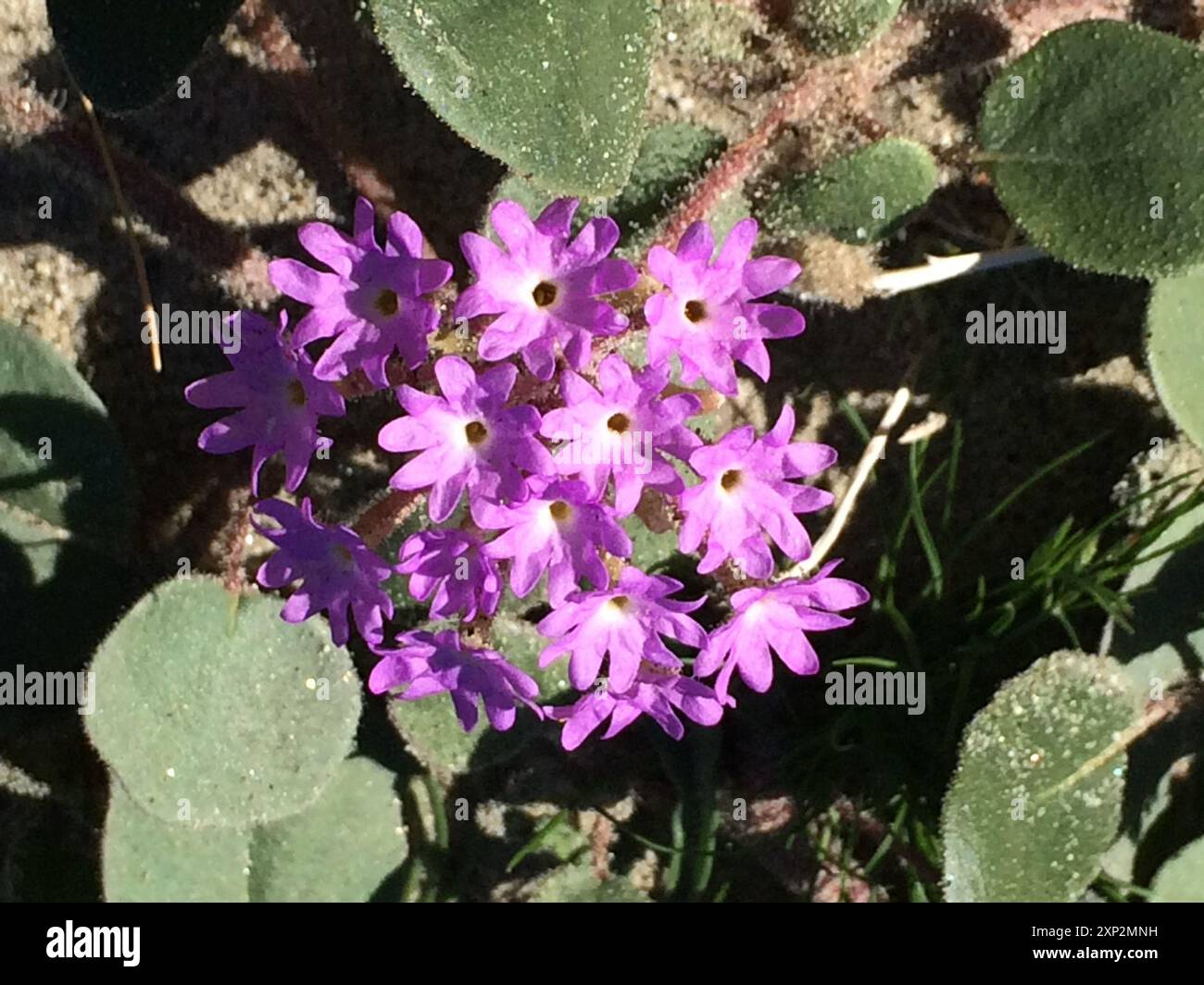 Pelosa Sand Verbena (Abronia villosa villosa) Plantae Foto Stock