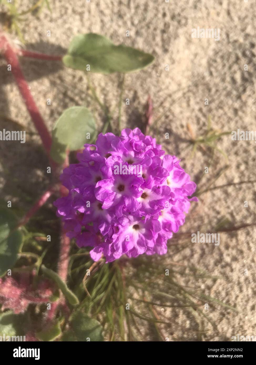 Pelosa Sand Verbena (Abronia villosa villosa) Plantae Foto Stock