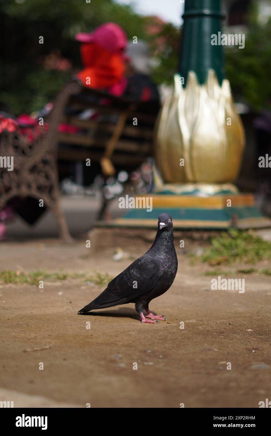 Piccione nero in piedi a terra durante il giorno Foto Stock